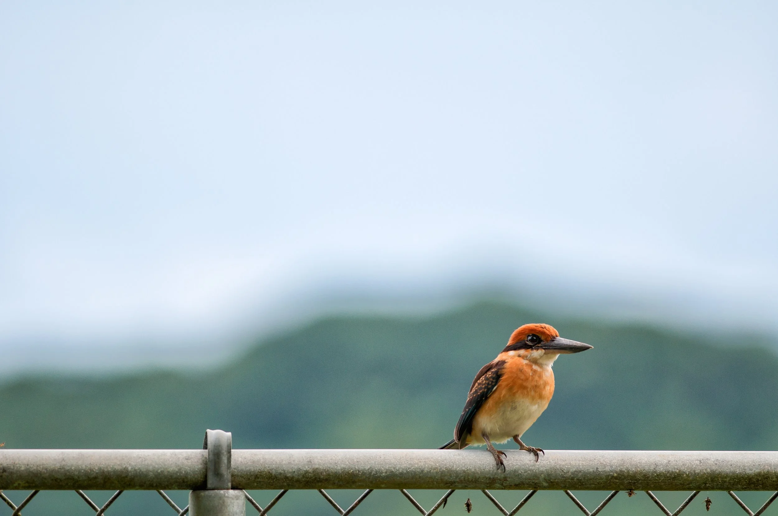 Pohnpei Kingfisher perched on a branch, Nanpohnmal, Pohnpei, Federated States of Micronesia