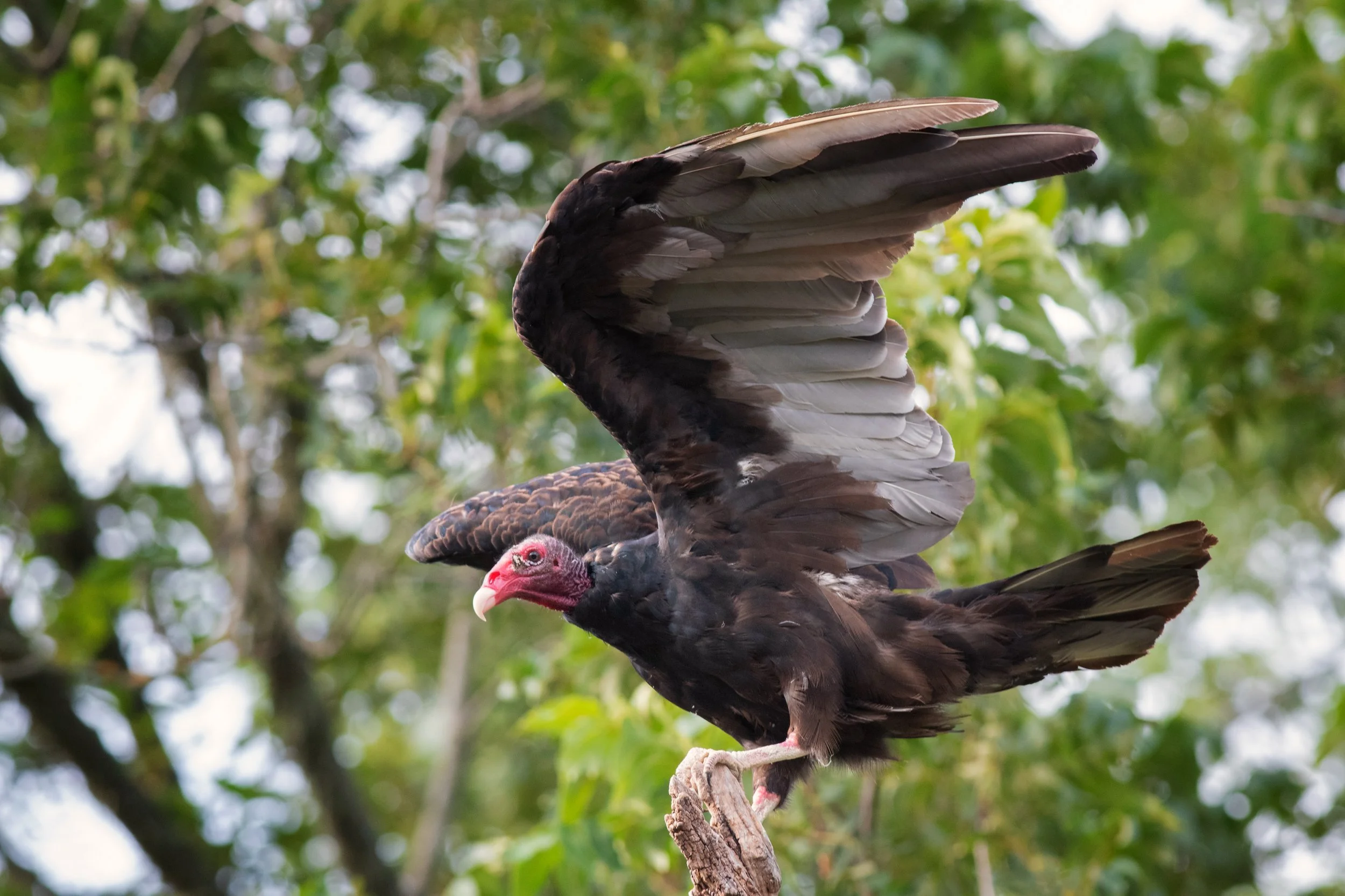 Turkey Vulture, Guadalupe River State Park, Comal County, Texas