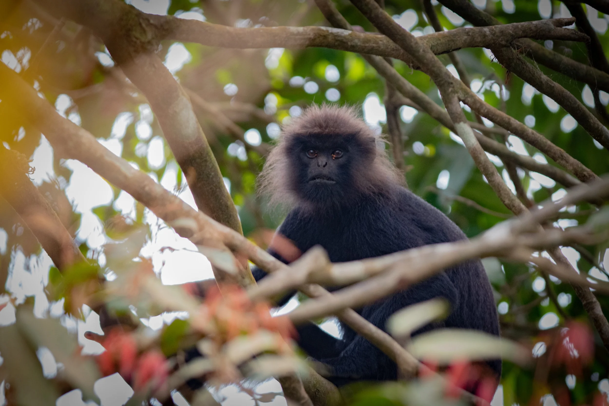 Nilgiri Langur, Wayanad, Kerala, India
