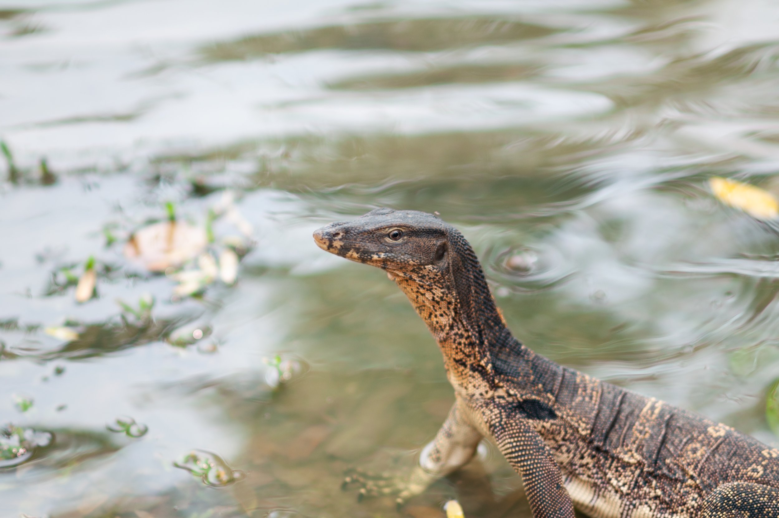 Asian Water Monitor, Bangkok, Thailand