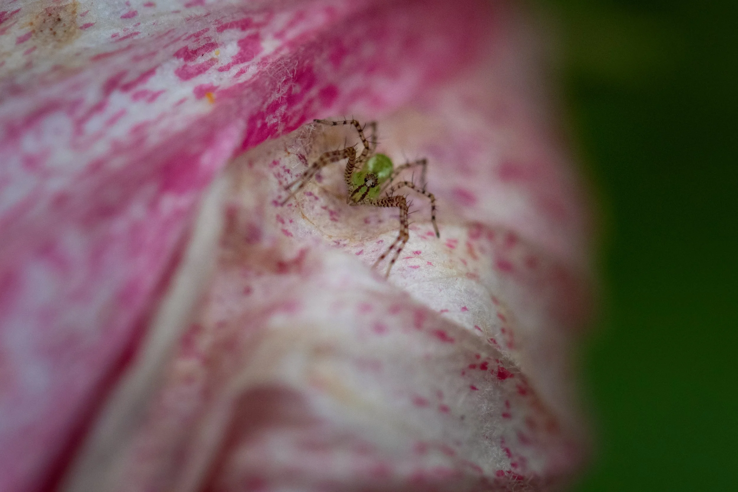 Green Lynx Spider (Peucetia viridans) - Tarrytown, Austin, Travis County, Texas