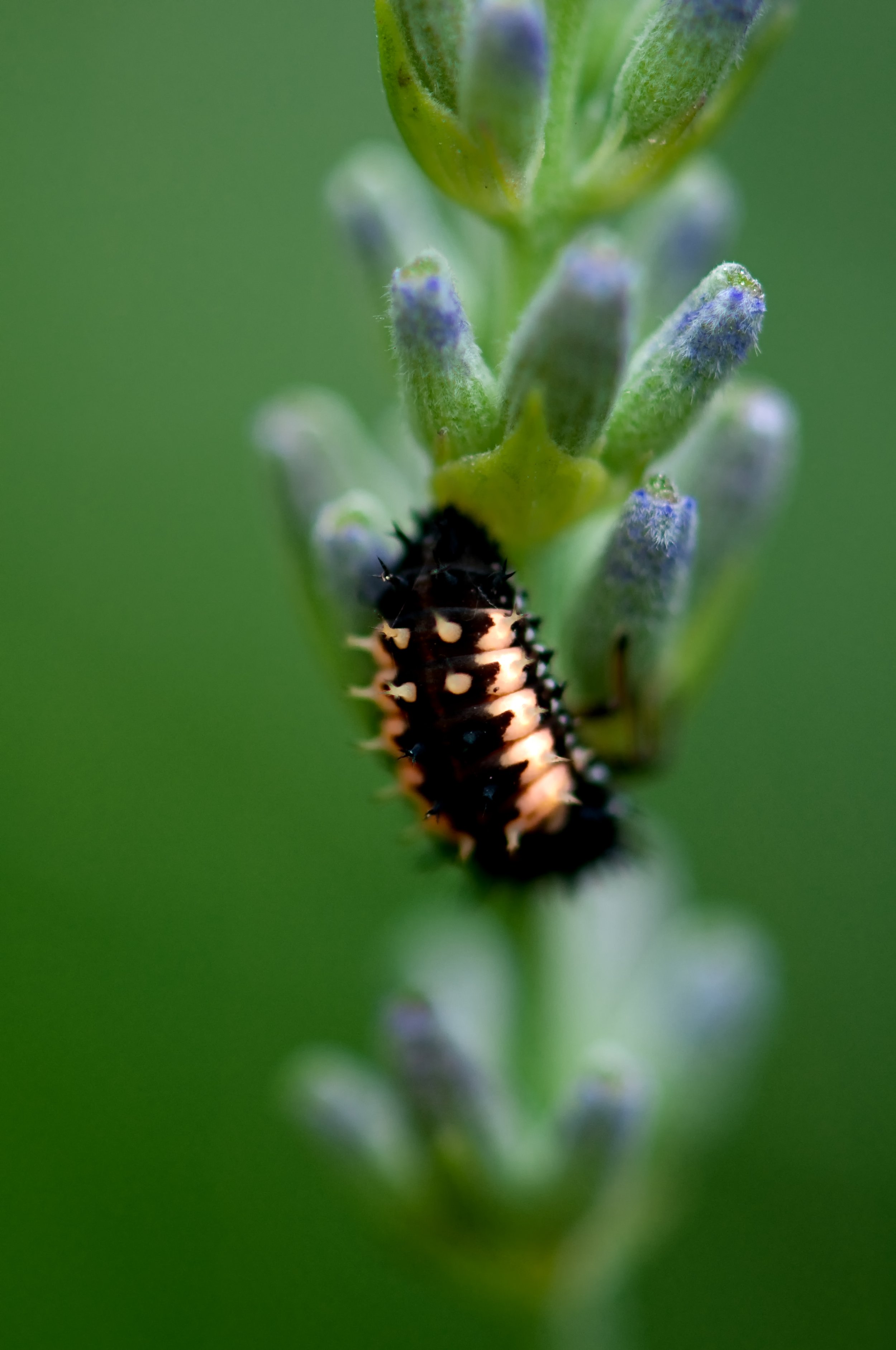 Caterpillar - London, England, United Kingdom - Digital