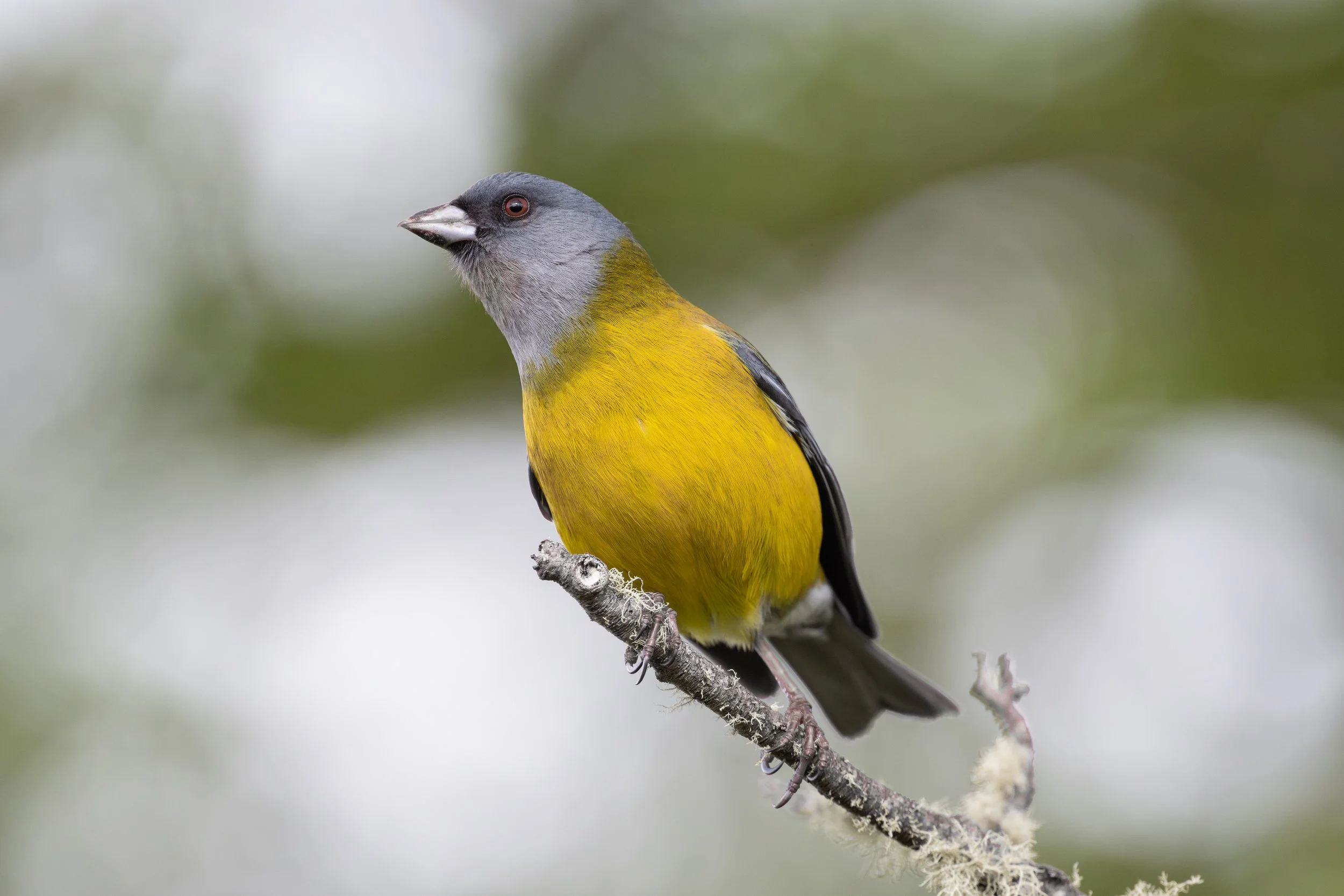 Patagonian Sierra Finch (Phrygilus patagonicus) - Torres del Paine - Sendero Mirador Ferrier, Magallanes, Chile - Digital