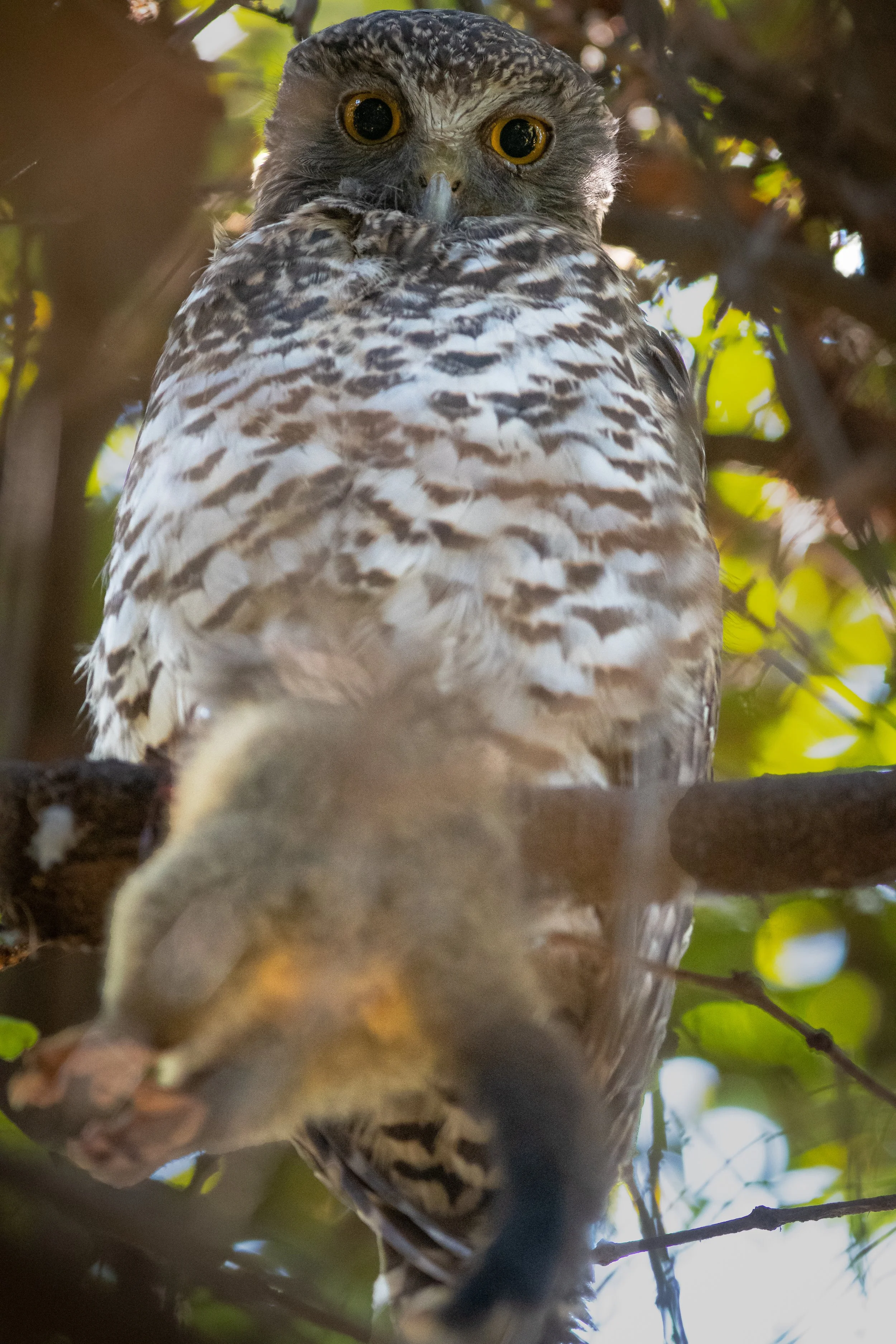 Powerful Owl, Royal Botanic Gardens, Sydney, New South Wales, Australia