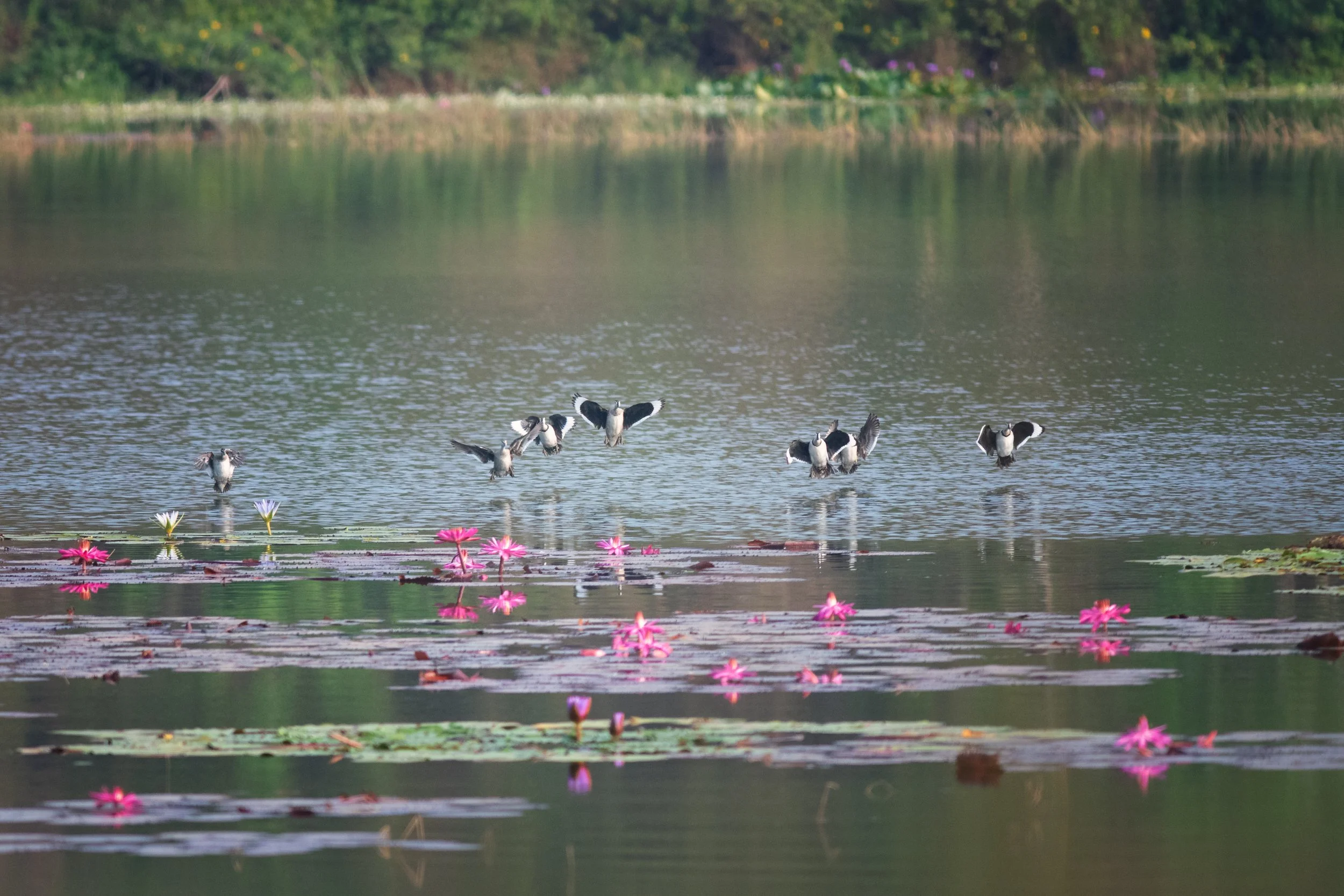 Cotton Pygmy-Goose, Bandipur, Wayanad, Kerala, India