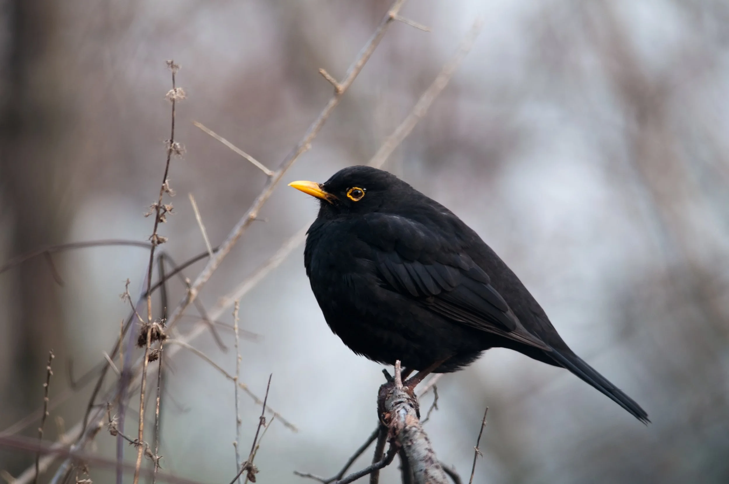 Eurasian Blackbird, Vodno, Karpos, North Macedonia
