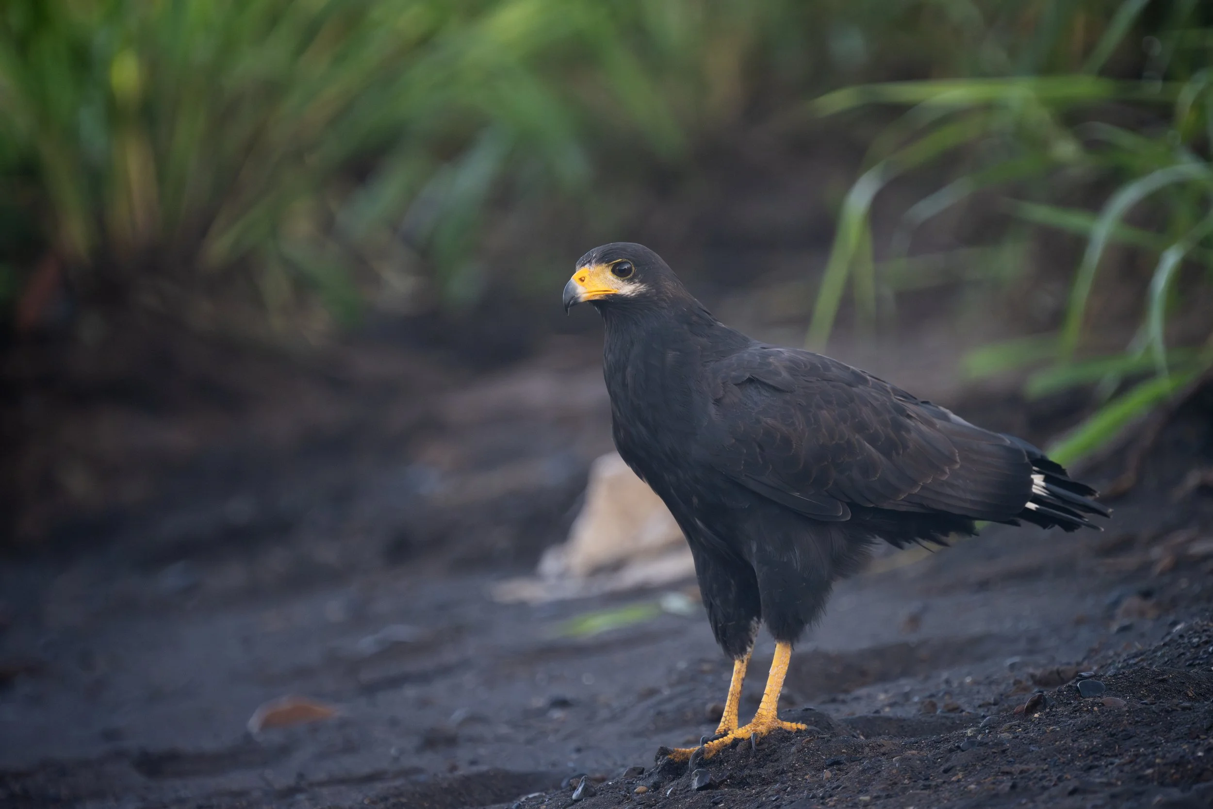 Common Black Hawk (Buteogallus anthracinus) - Tarcoles, Puntarenas, Costa Rica - Digital