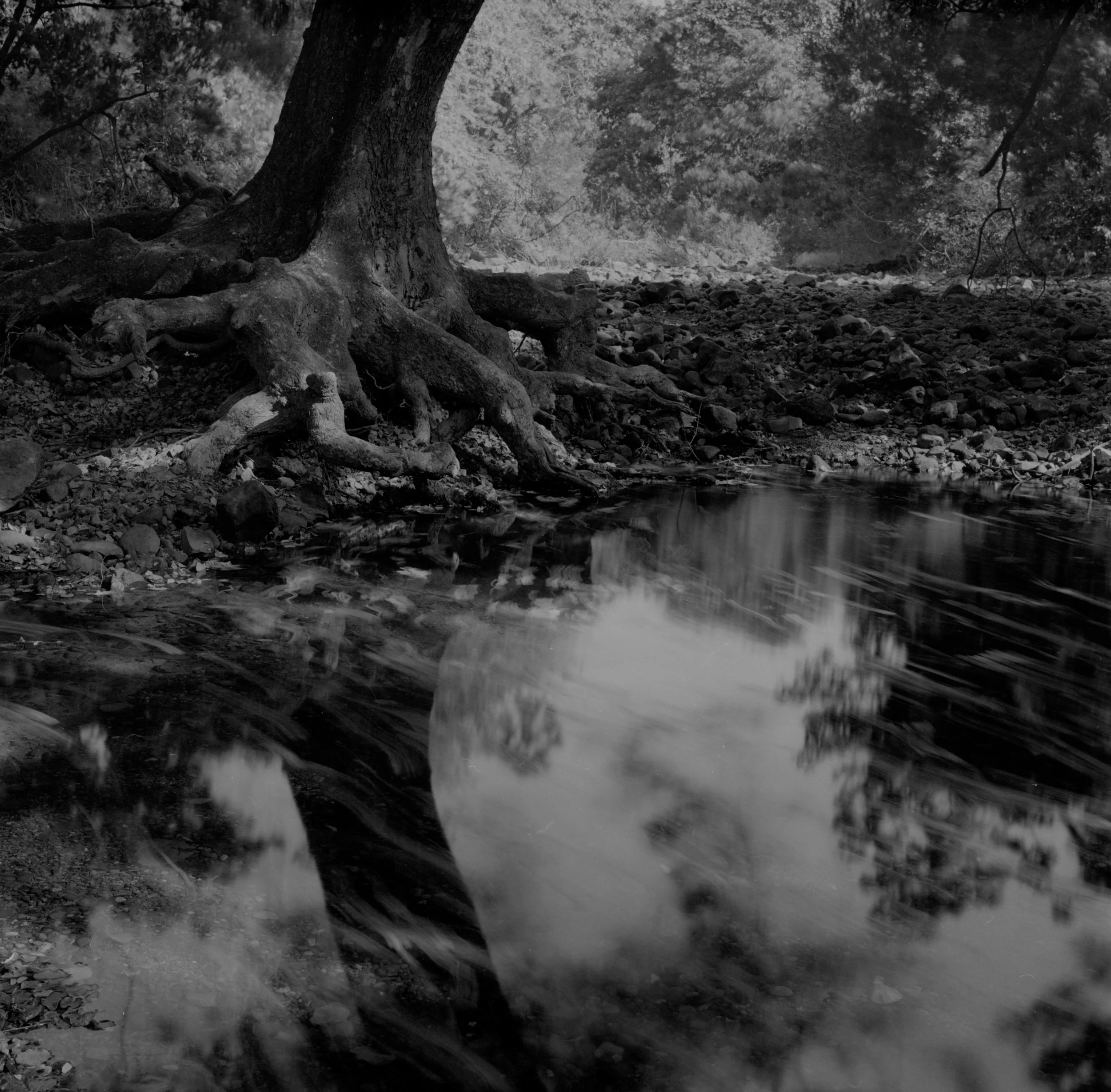 Sanjay Gandhi National Park, Long exposure, B&W