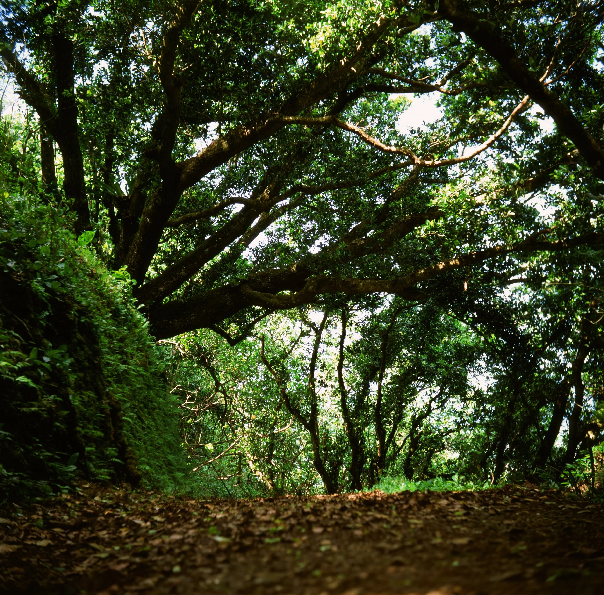 Sokehs Ridge Trail, Pohnpei, Federated States of Micronesia