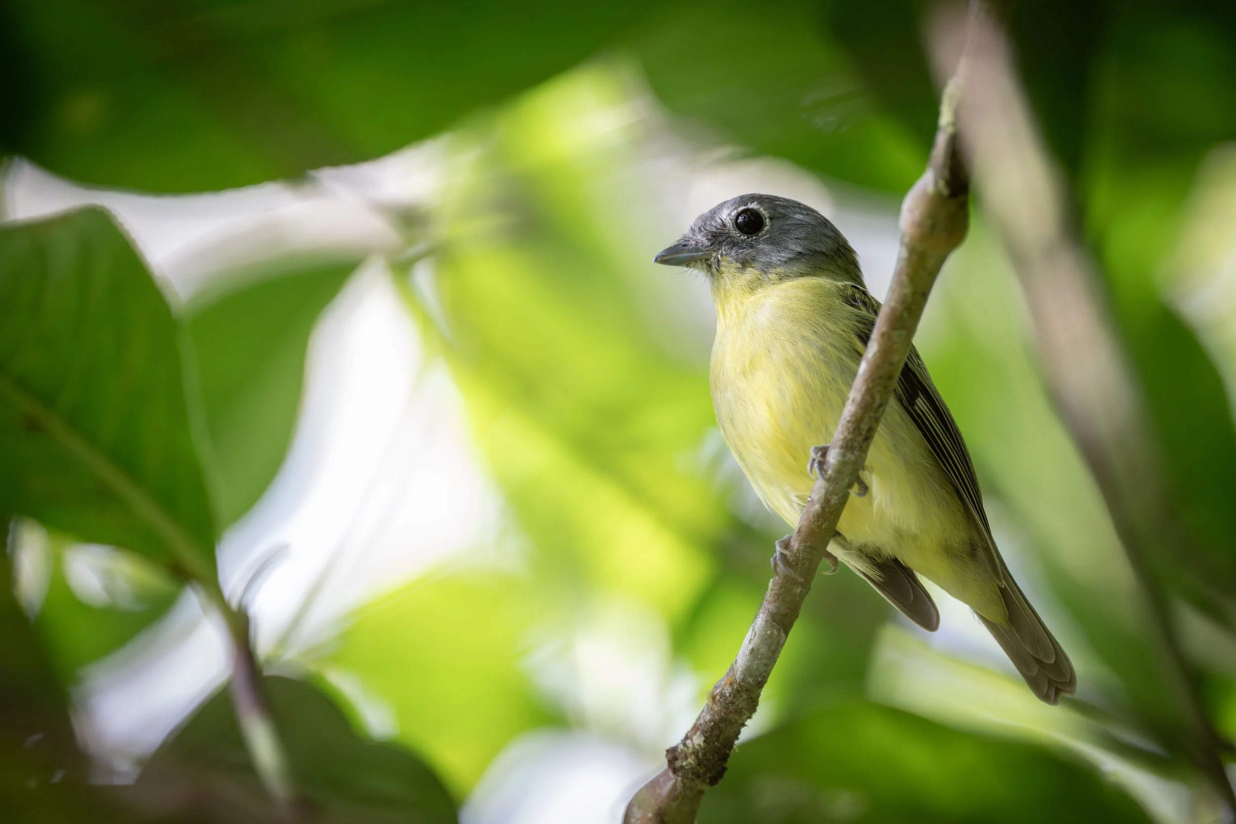 Gray-headed Piprites (Piprites griseiceps) - Eco Refugio Los Pavones, Cartago, Costa Rica - Digital