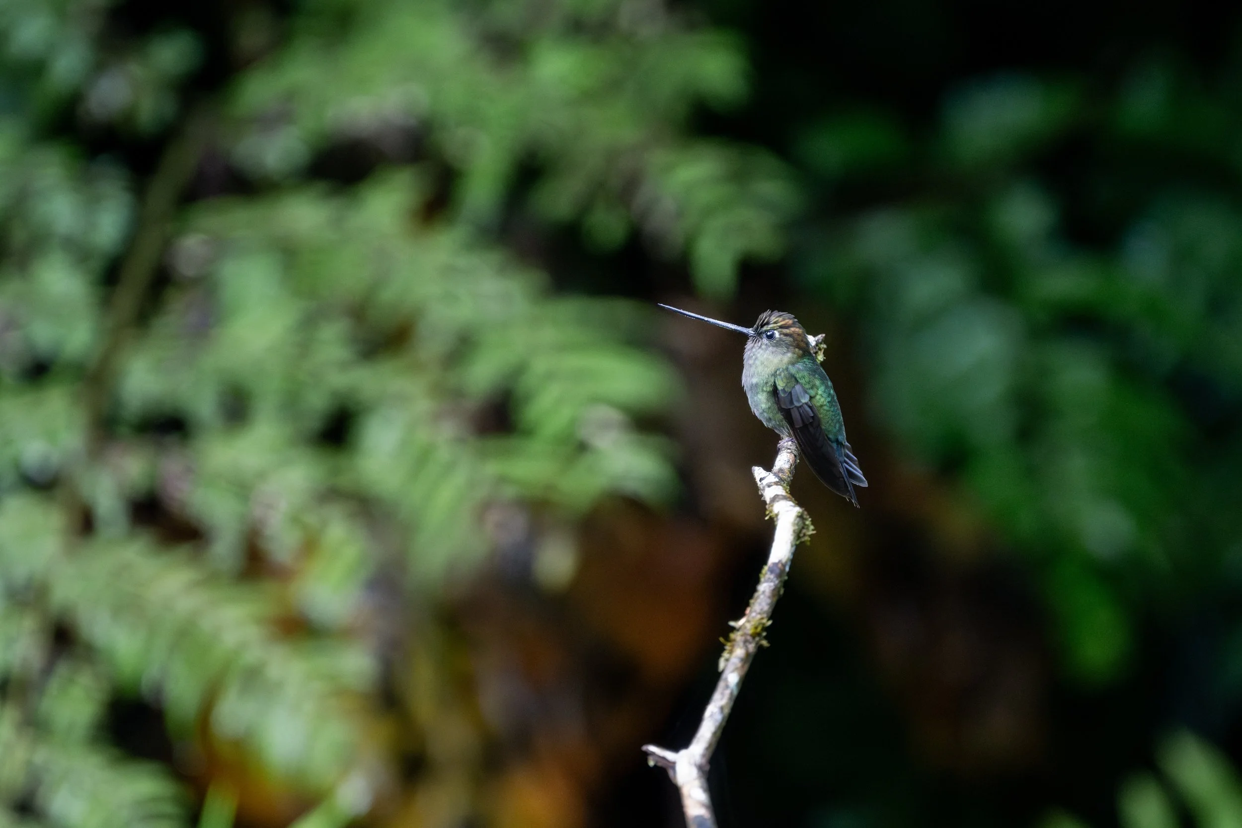 Green-fronted Lancebill (Doryfera ludovicae) - Hotel Quelitales, Cartago, Costa Rica - Digital