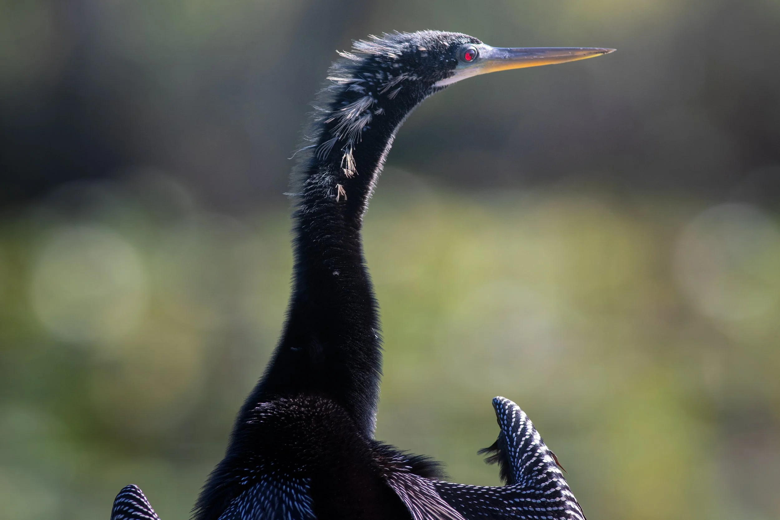 Anhinga, Anhinga Trail, Everglades National Park, Miami-Dade County, Florida