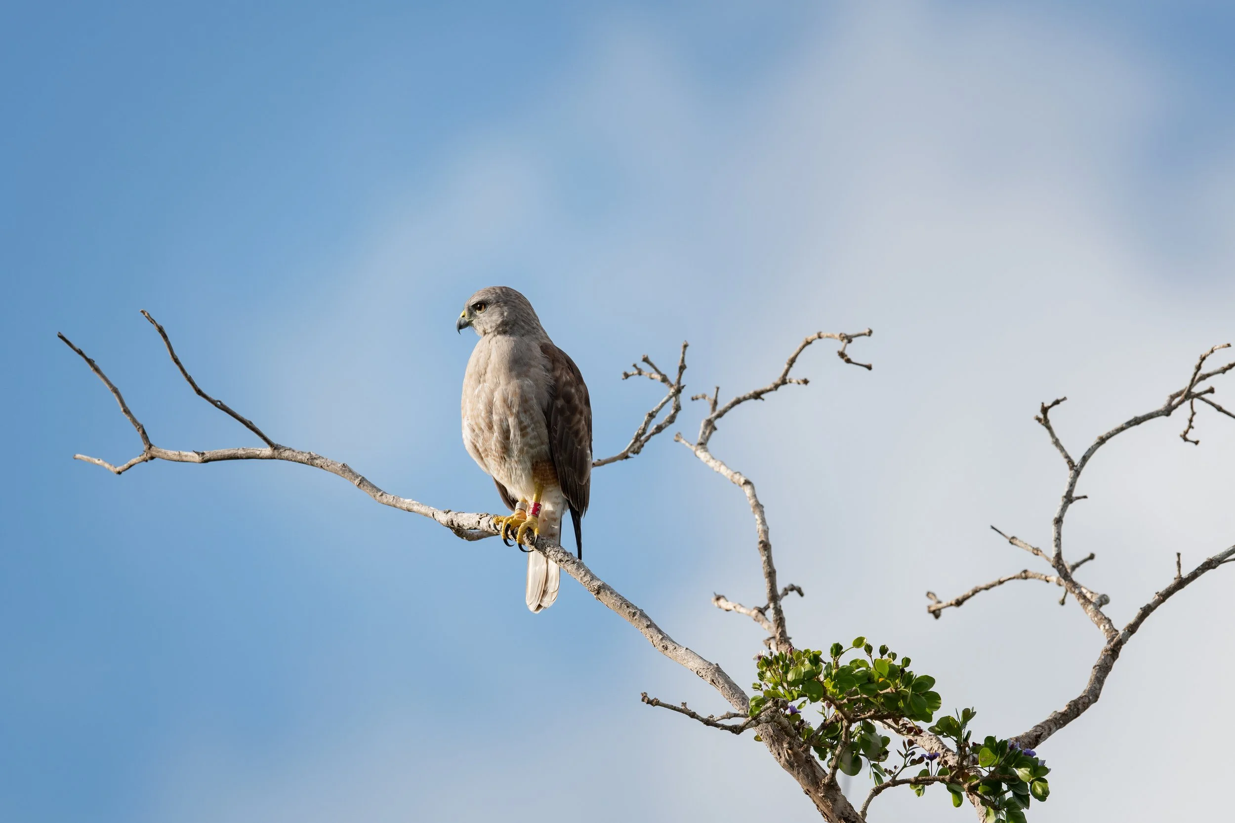 Ridgway's Hawk, Punta Cana, La Altagracia, Dominican Republic