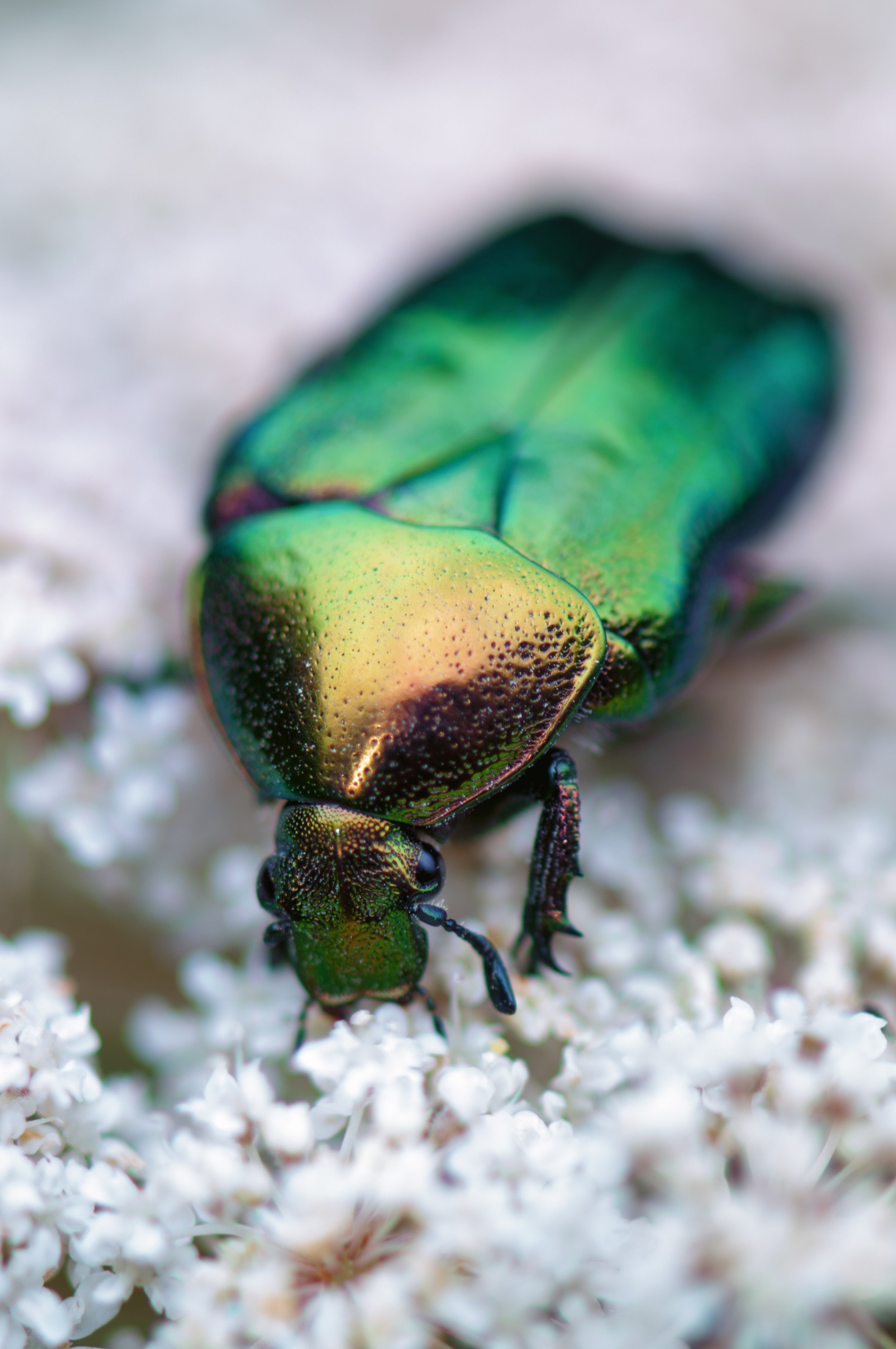 European Rose Chafer (Cetonia aurata) - Vodno, Karpos, Skopje, North Macedonia - Digital