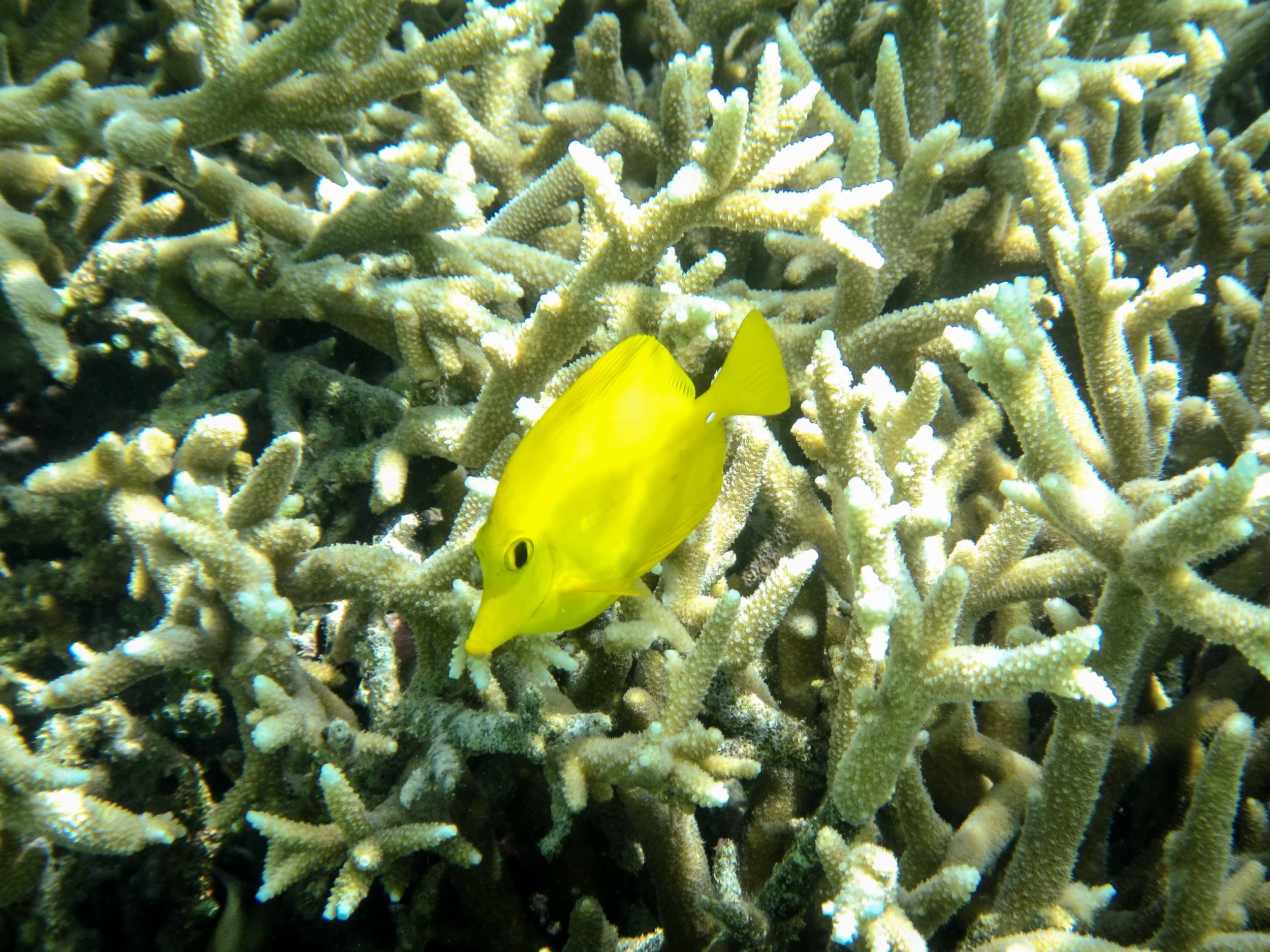 A bright yellow fish, Yellow Tang, swimming among coral reef branches.
