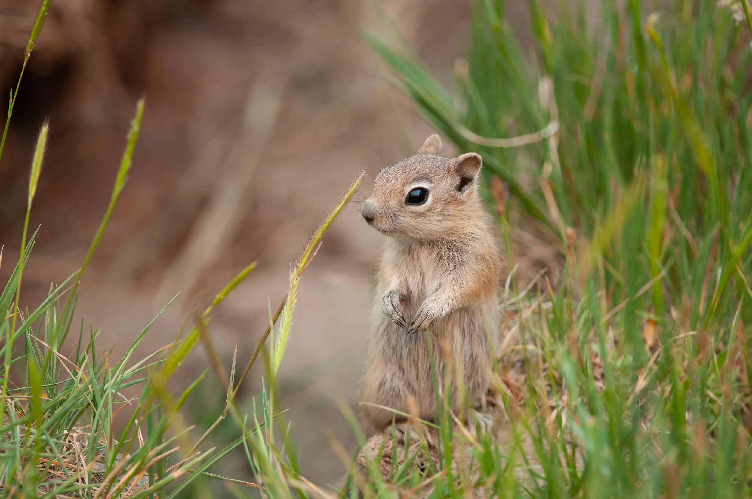 Golden-mantled Ground Squirrel, San Juan Mountains, Pagosa Spring, Colorado