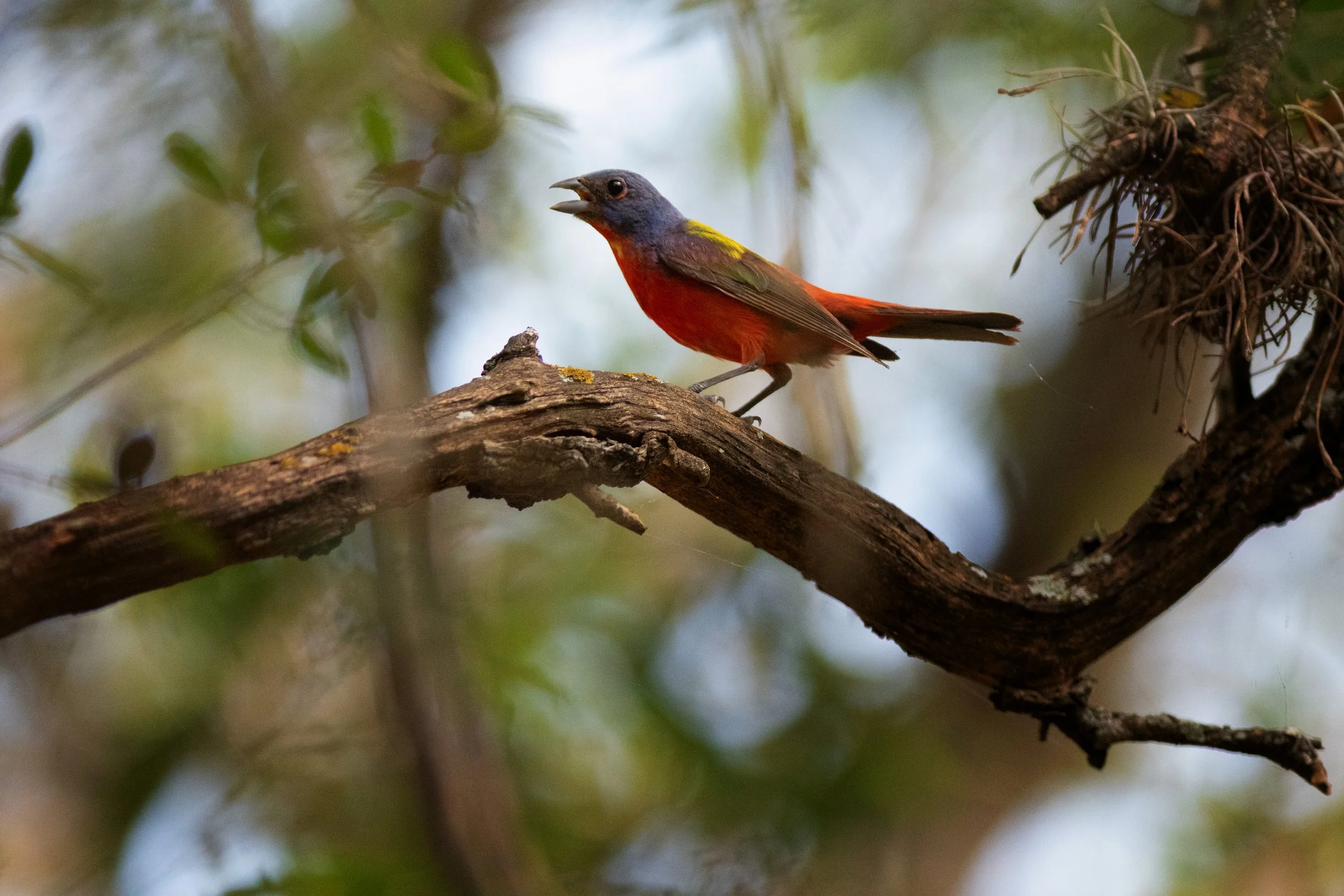 Painted Bunting, Braunig Lake, Bexar County, Texas