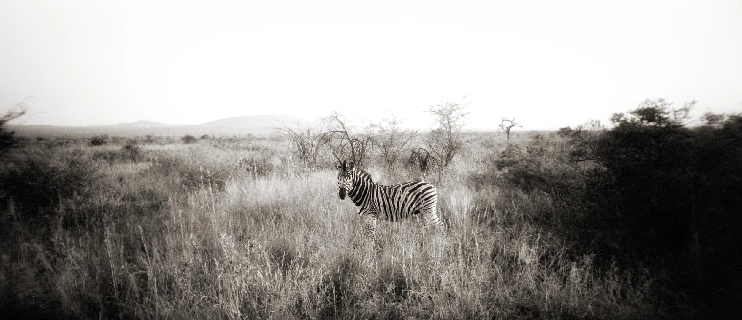 Plains Zebra, Pilanesberg, South Africa