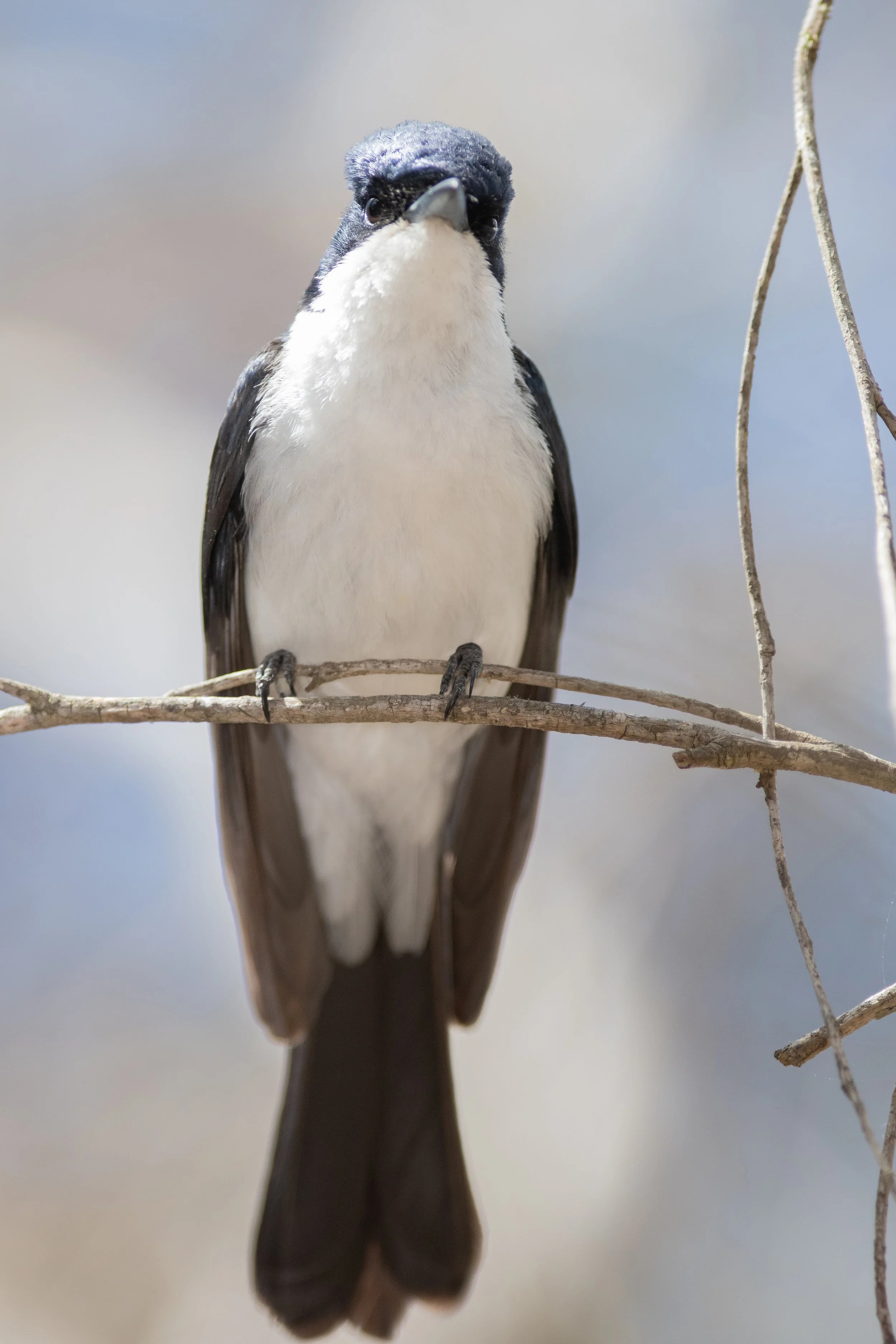 Restless Flycatcher, Stirling Range, Gnowangerup, Western Australia, Australia