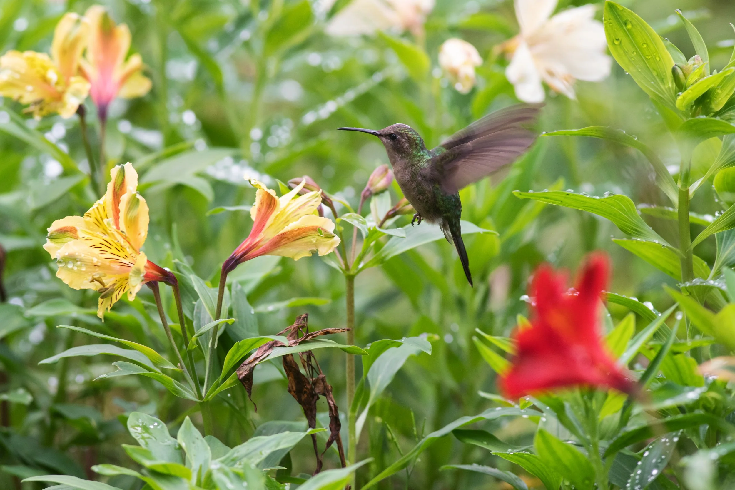Hispaniolan Emerald, Kenscoff, Ouest, Haiti