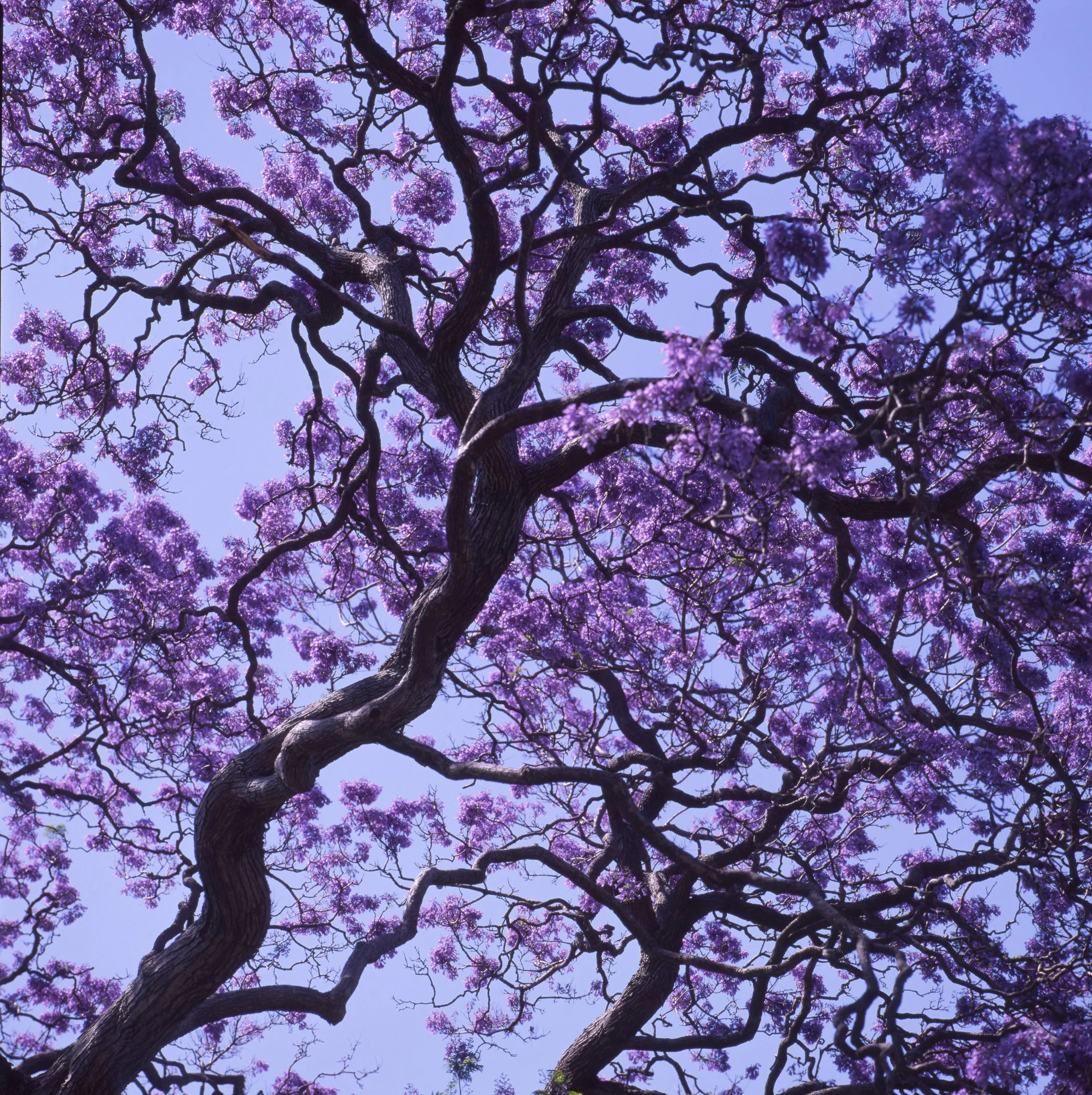 Jacaranda at Royal Botanic Garden, Sydney, New South Wales