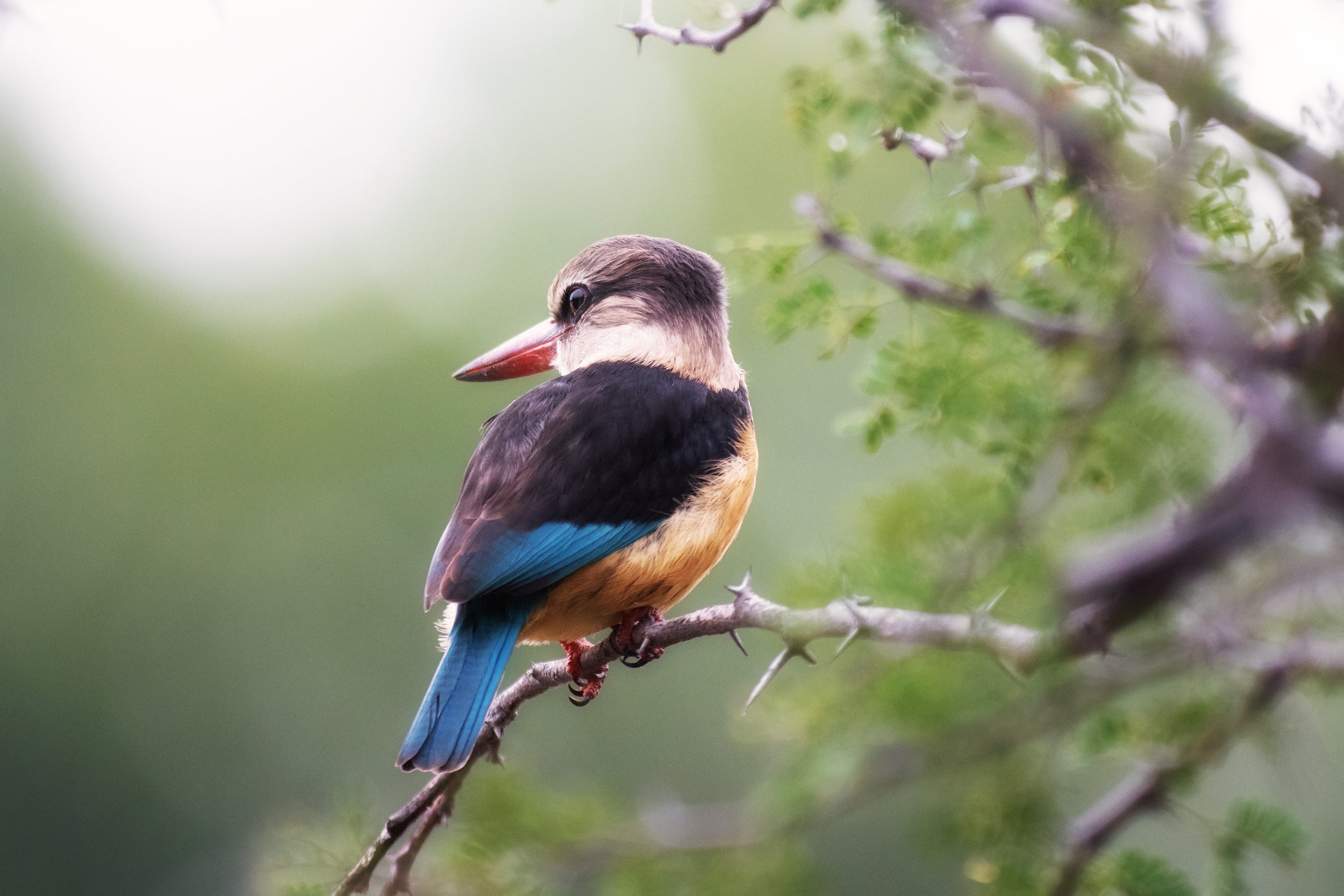 Brown-hooded Kingfisher, Pilanesberg National Park, North-West, South Africa