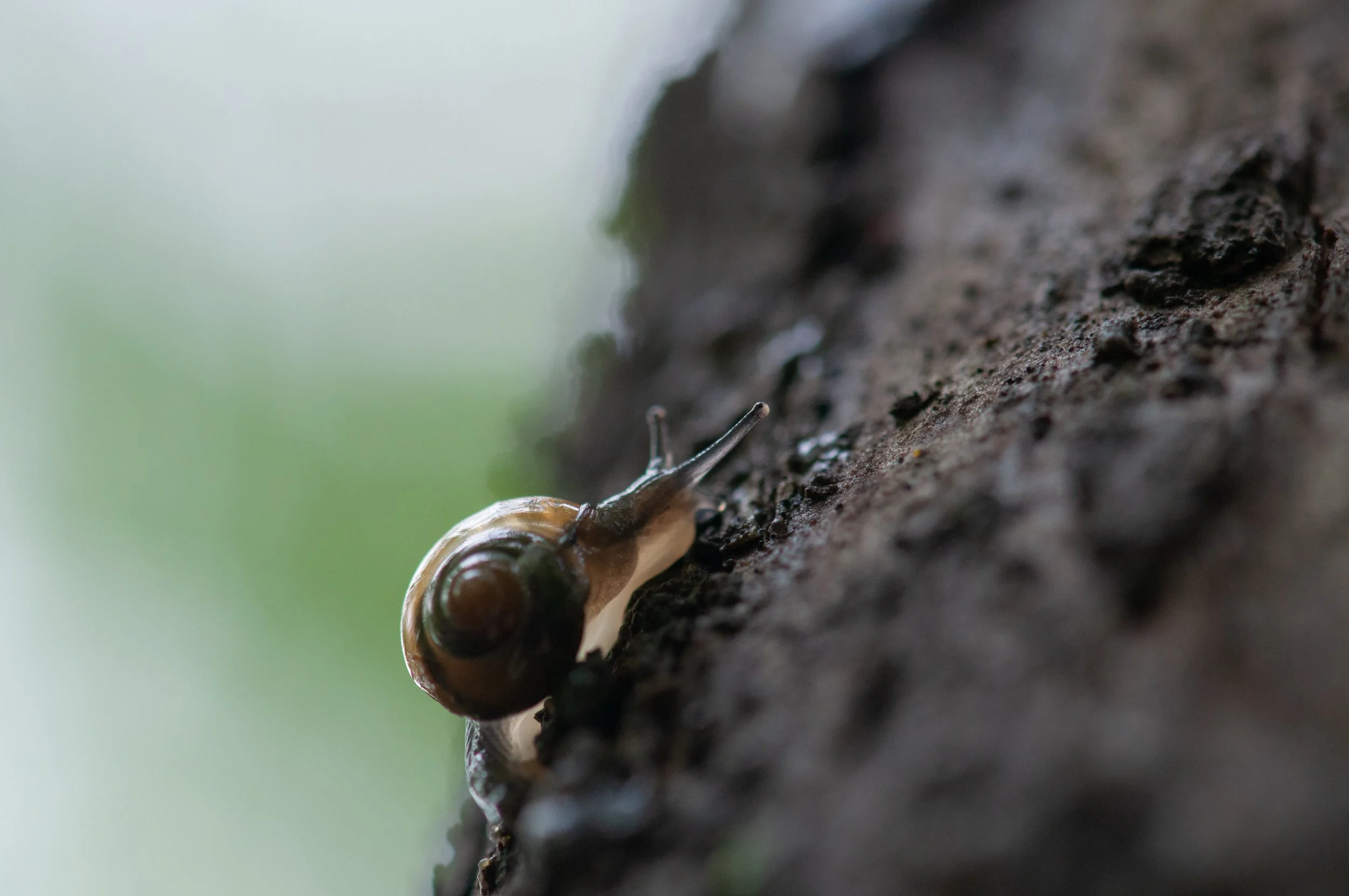 Horntail Snail, Snail, India
