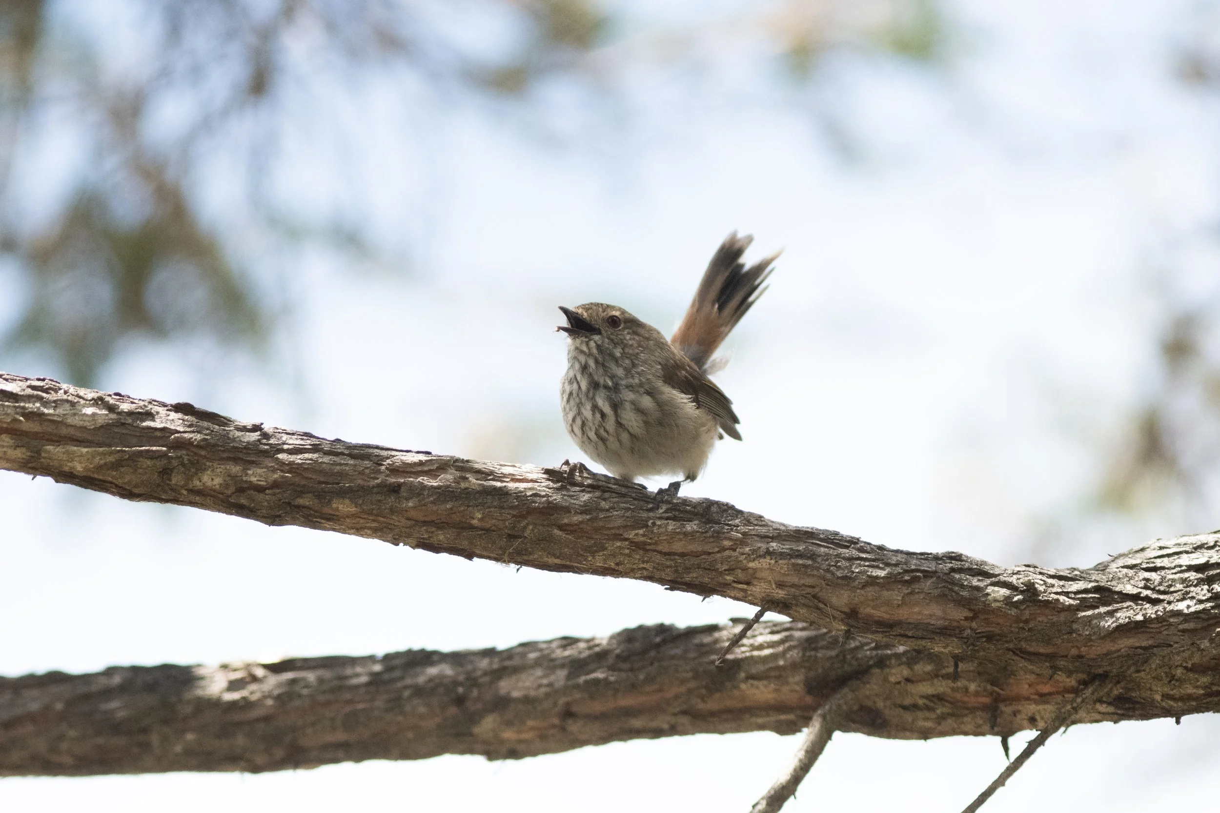 Inland Thornbill, Lake Seppings, Albany, Western Australia, Australia