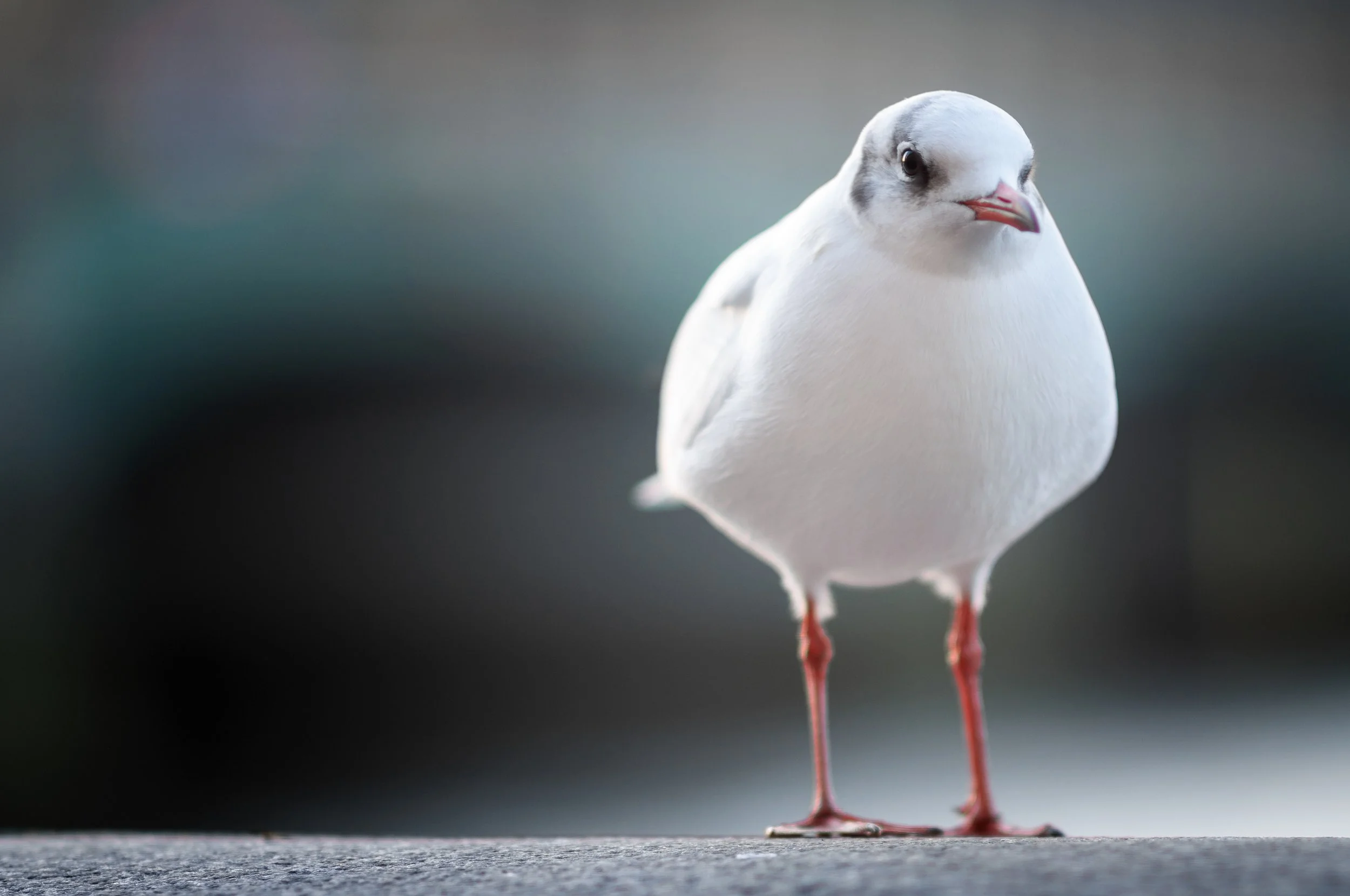 Black-headed Gull, London, England, United Kingdom