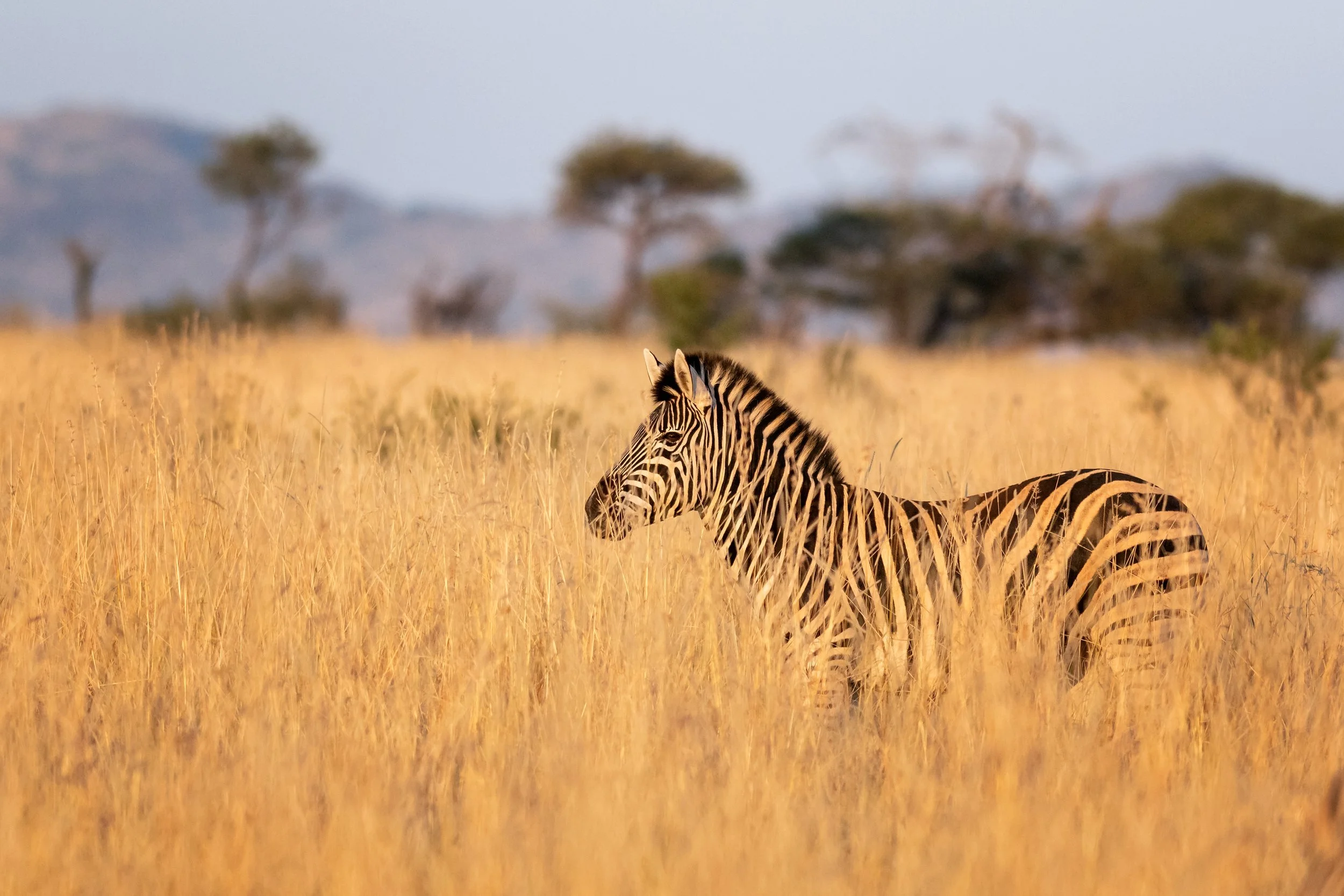Plains Zebra, Pilanesberg, South Africa