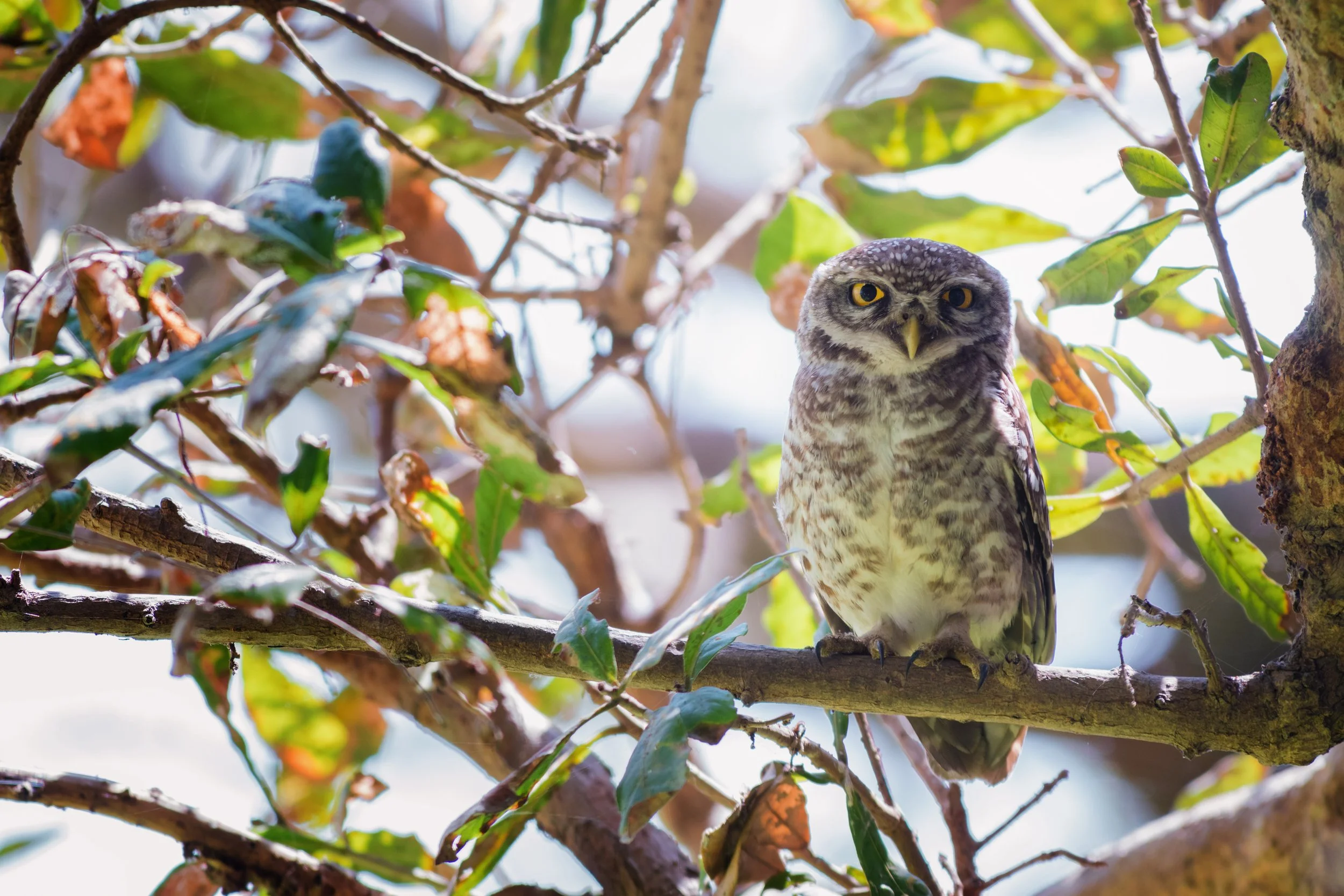 Spotted Owlet perched on a branch, Vedanthangal, Chengalpattu, Tamil Nadu, India