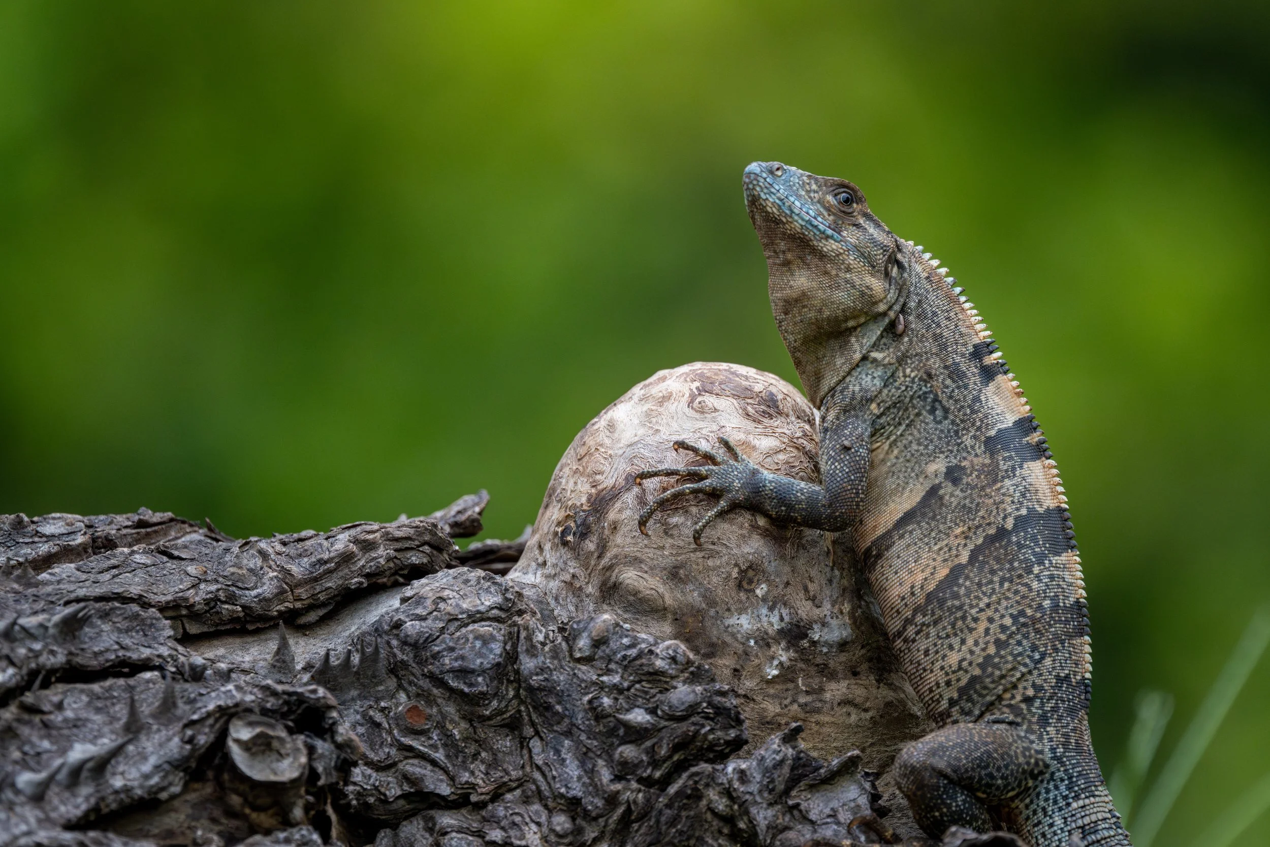 Black Spiny-tailed Iguana (Ctenosaura similis) - Cerro Lodge, Puntarenas, Costa Rica - Digital