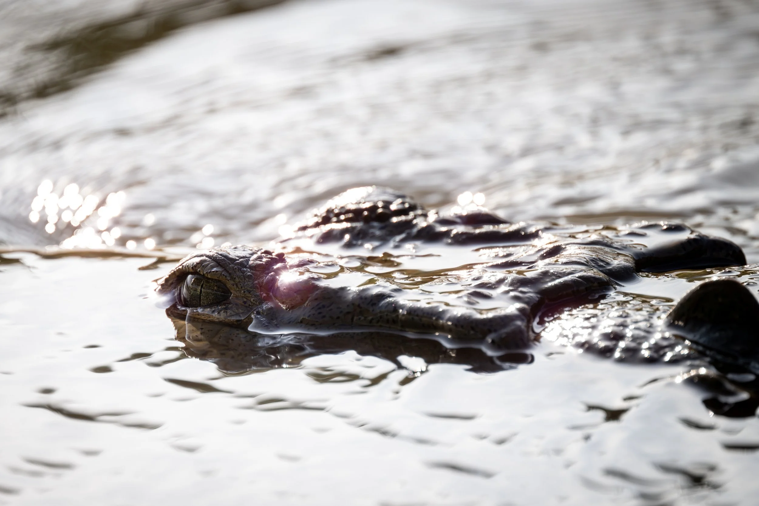 American Crocodile (Crocodylus acutus) - Tarcoles, Puntarenas, Costa Rica - Digital