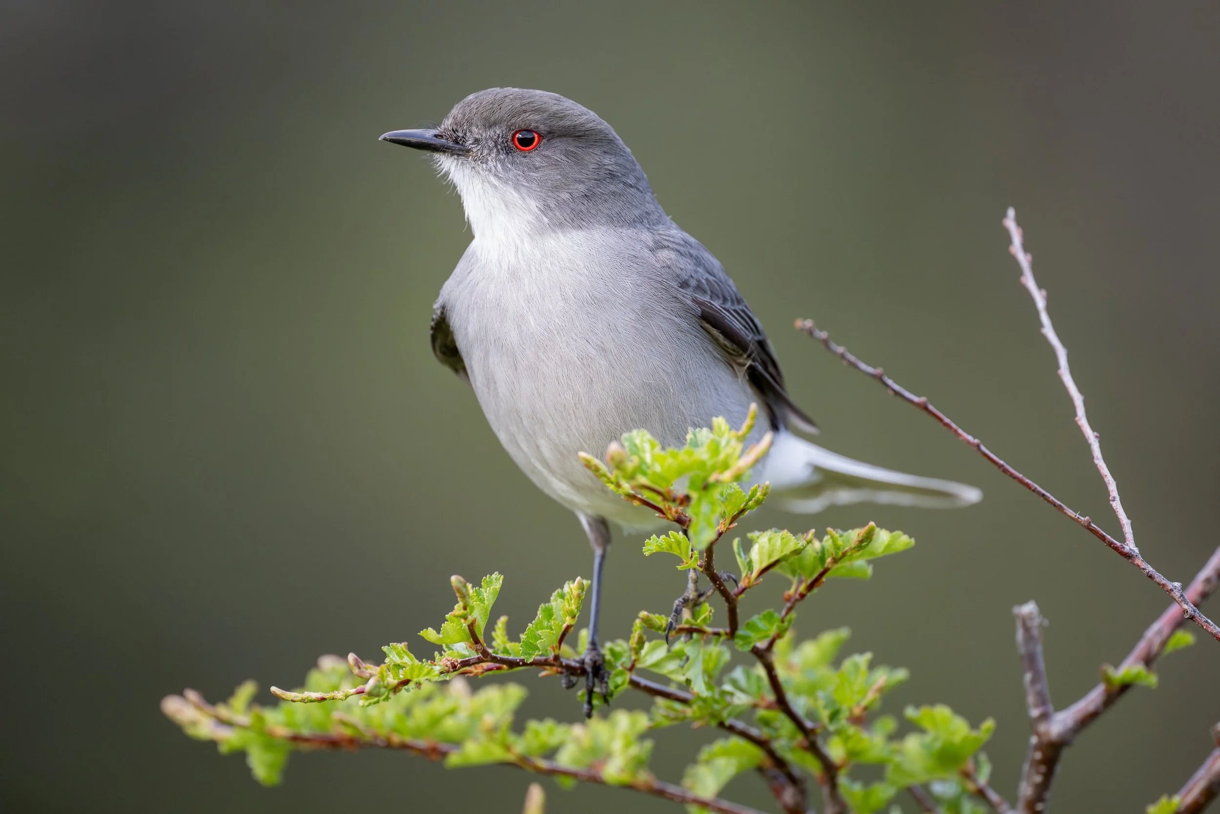 Fire-eyed Diucon (Pyrope pyrope) - Torres del Paine - Rio Serrano, Magallanes, Chile - Digital