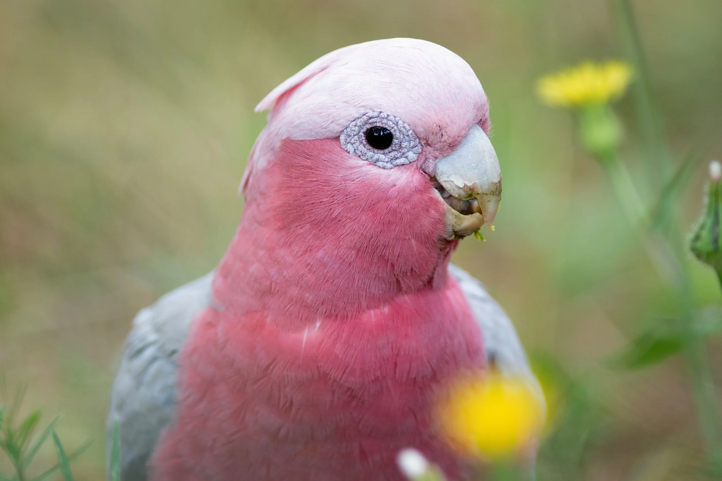 Galah, Kings Park, Perth, Western Australia, Australia