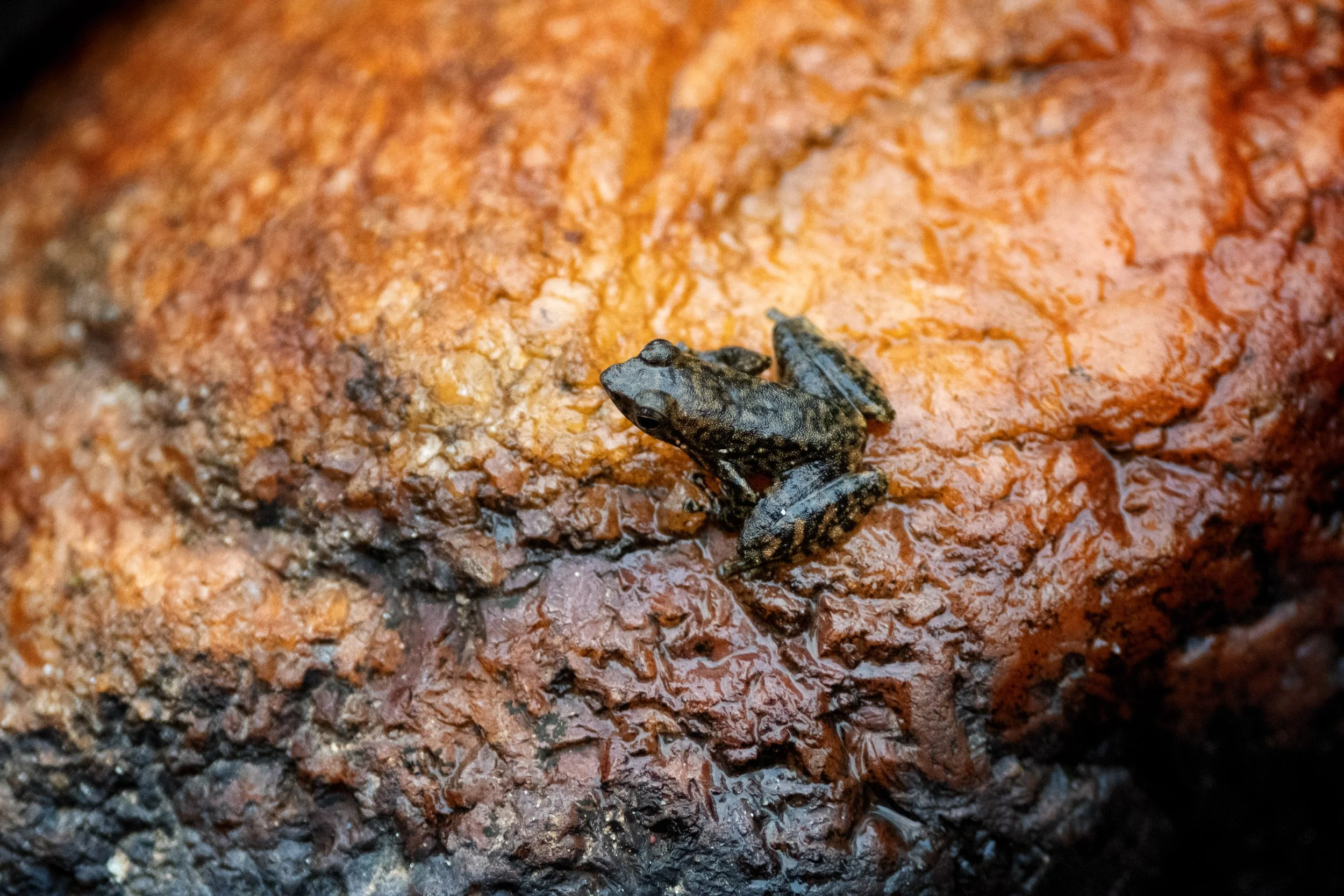 Small Torrent Frog, Wayanad, India