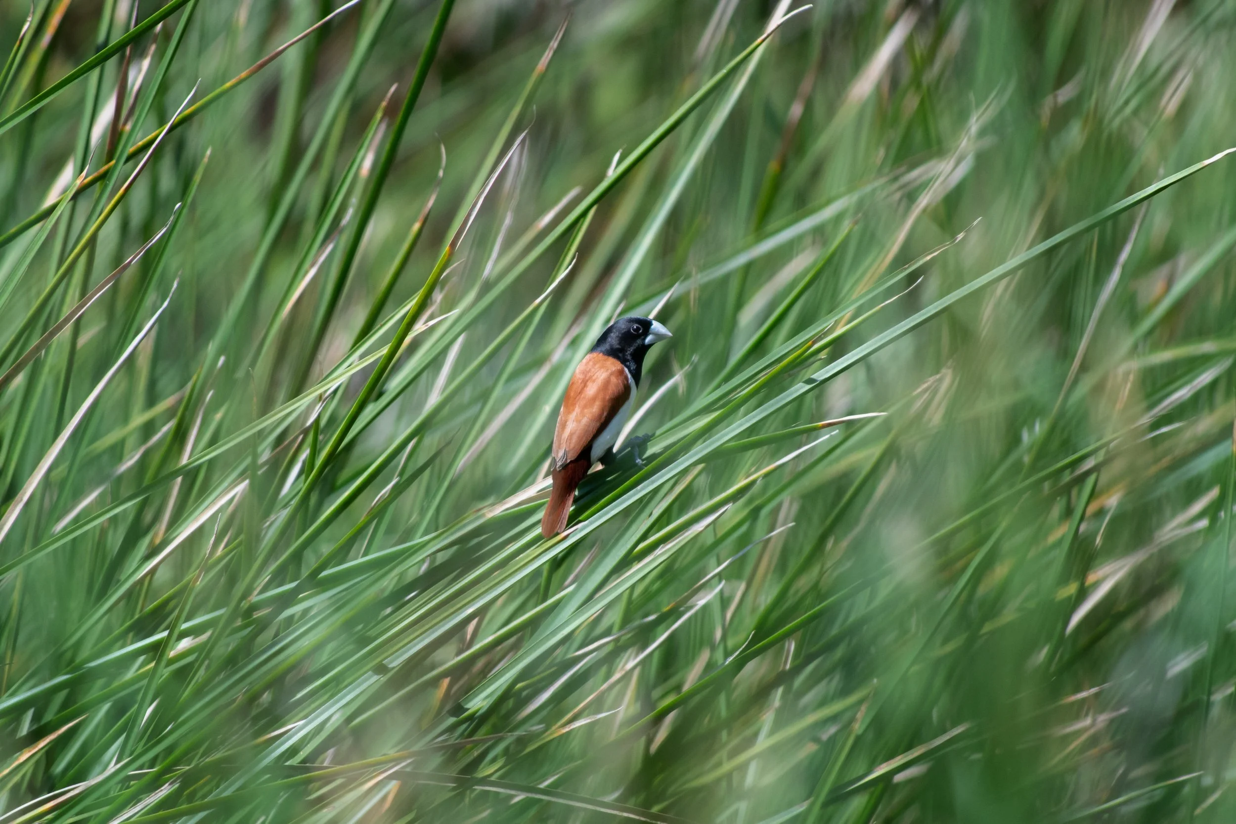 Tricolored Munia, Montrouis, Artibonite, Haiti