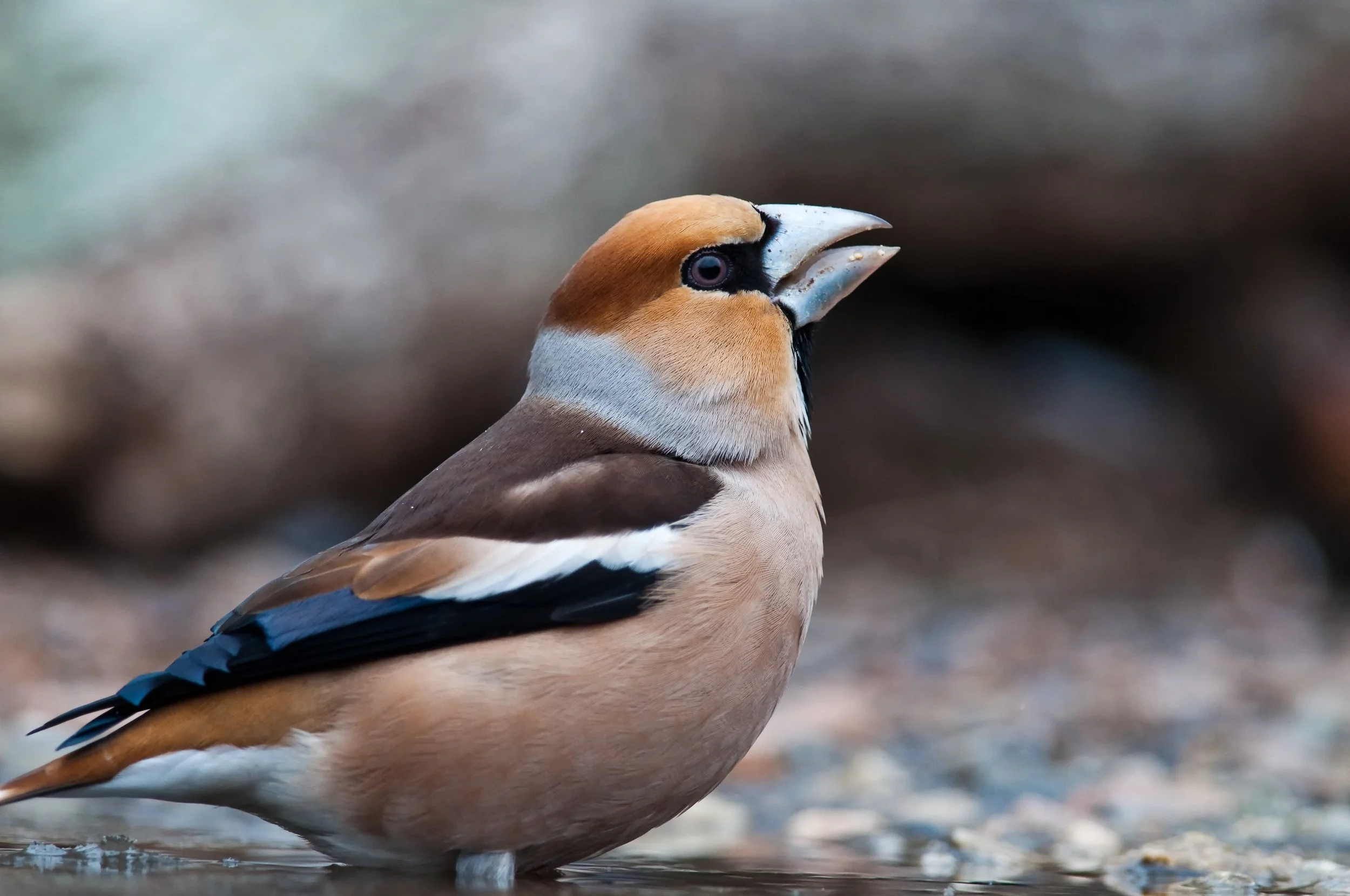 Hawfinch, Golyamo Dryanovo, Stara Zagora, Bulgaria