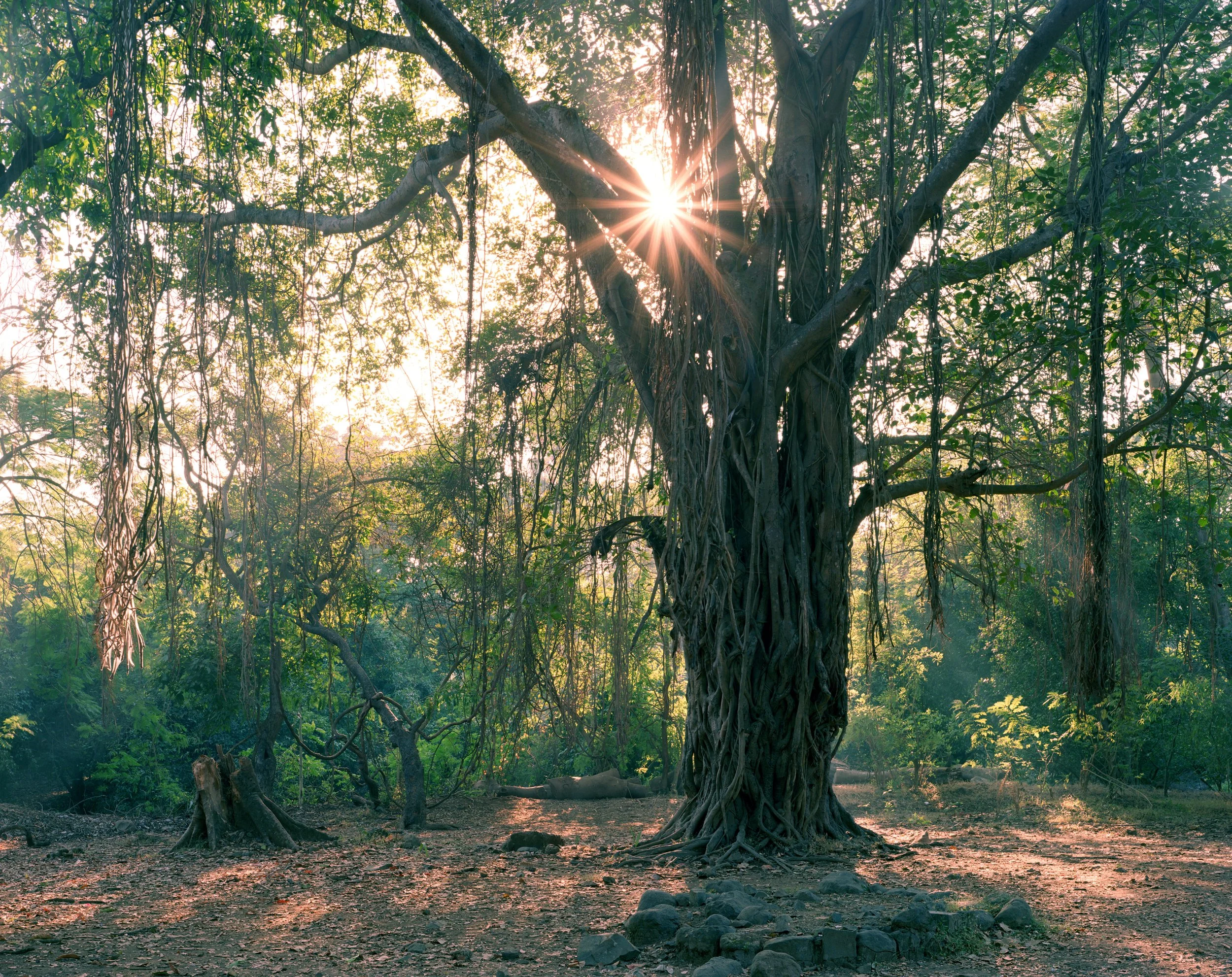 Sanjay Gandhi National Park, Mumbai, Maharashtra, India — 4x5 Film