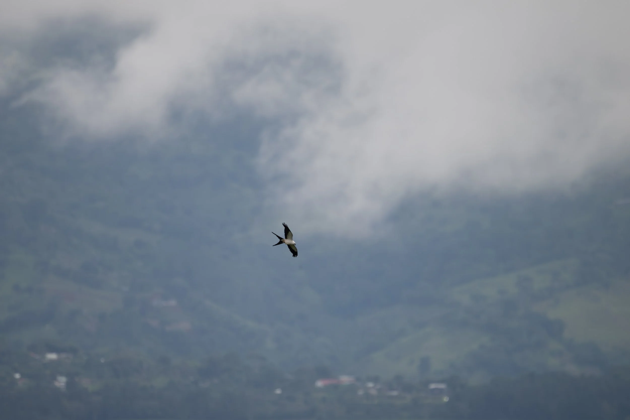 Swallow-tailed Kite (Elanoides forficatus) - Las Nubes Biological Reserve, San Jose, Costa Rica - Digital