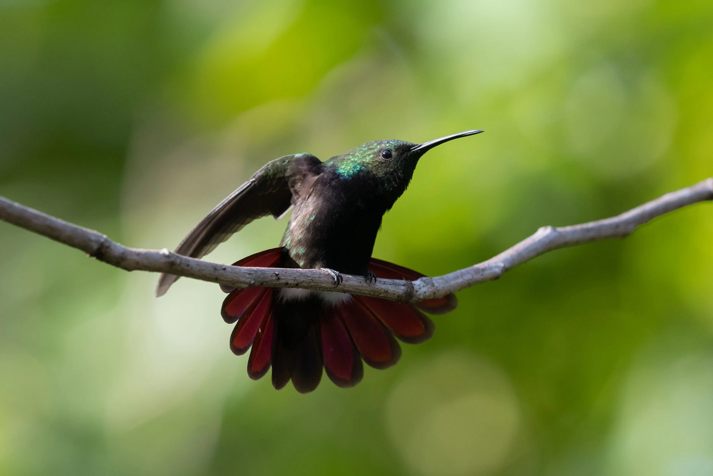 Antillean Mango, Petionville, Ouest, Haiti