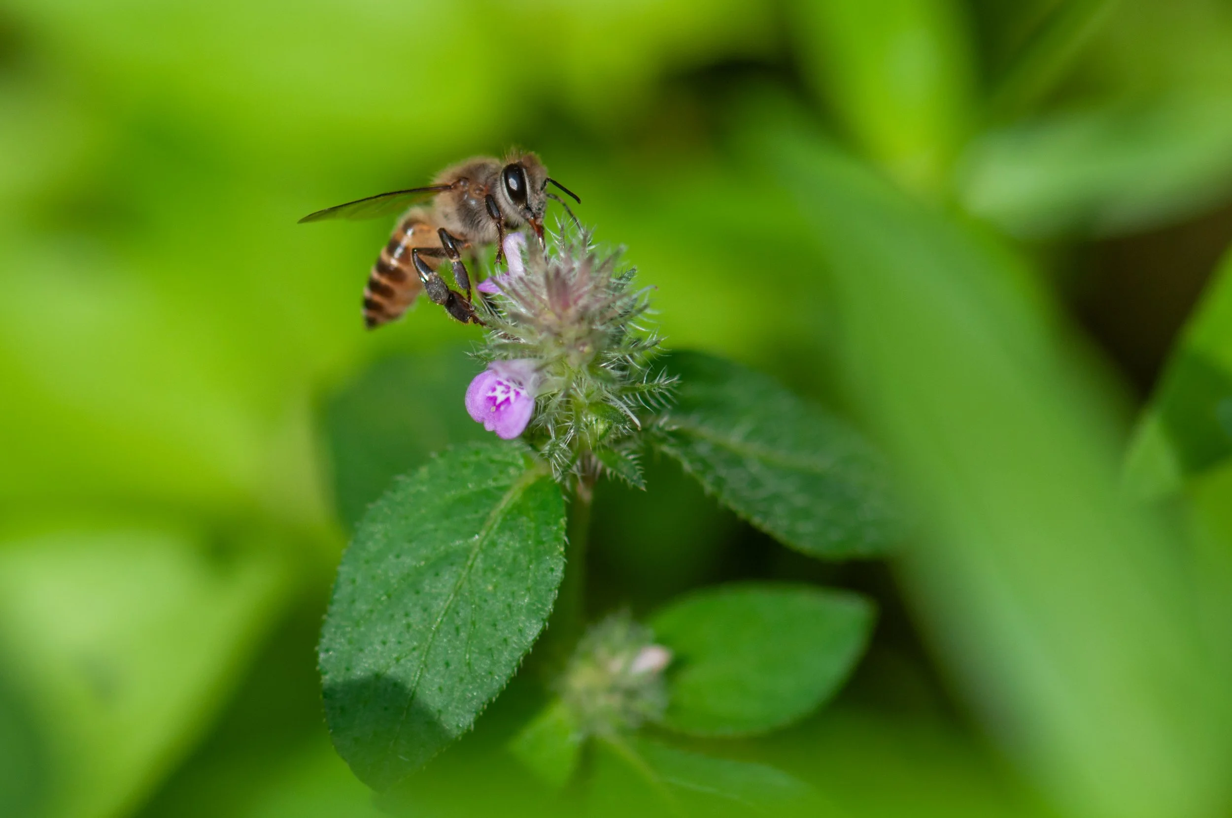 Indian Honey Bee (Apis cerana indica) - Karnala, Maharashtra, India