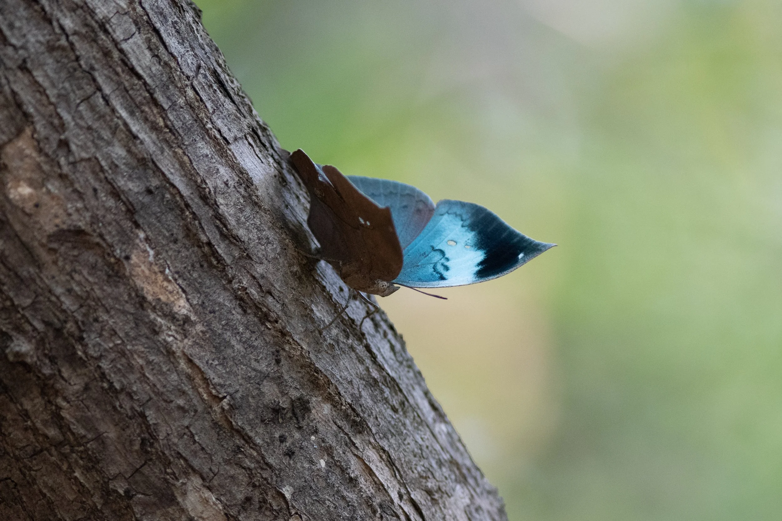 Blue Oakleaf (Kallima horsfieldii) - Sanjay Gandhi National Park, Mumbai, Maharashtra, India