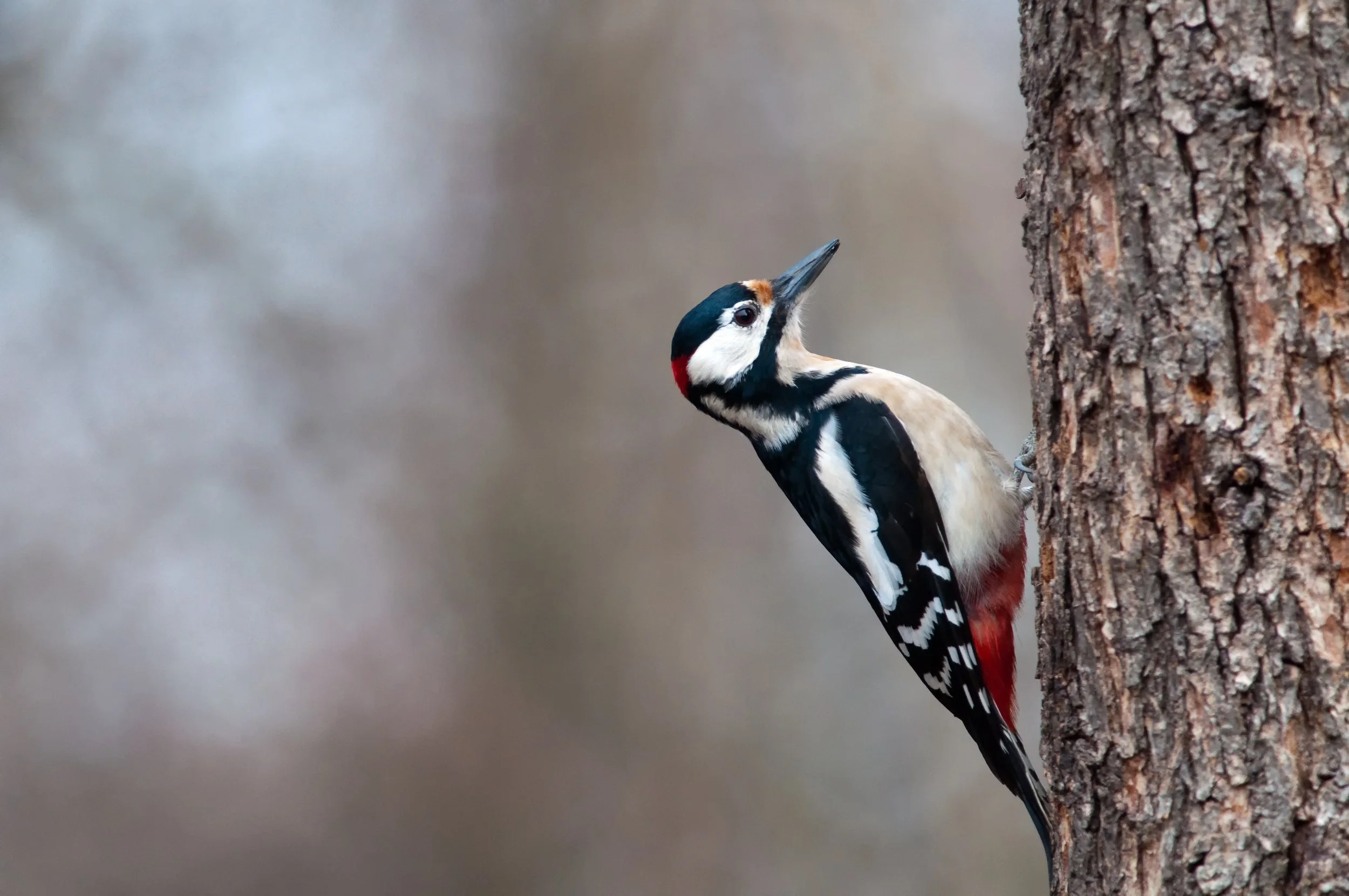 Great Spotted Woodpecker, Golyamo Dryanovo, Stara Zagora, Bulgaria
