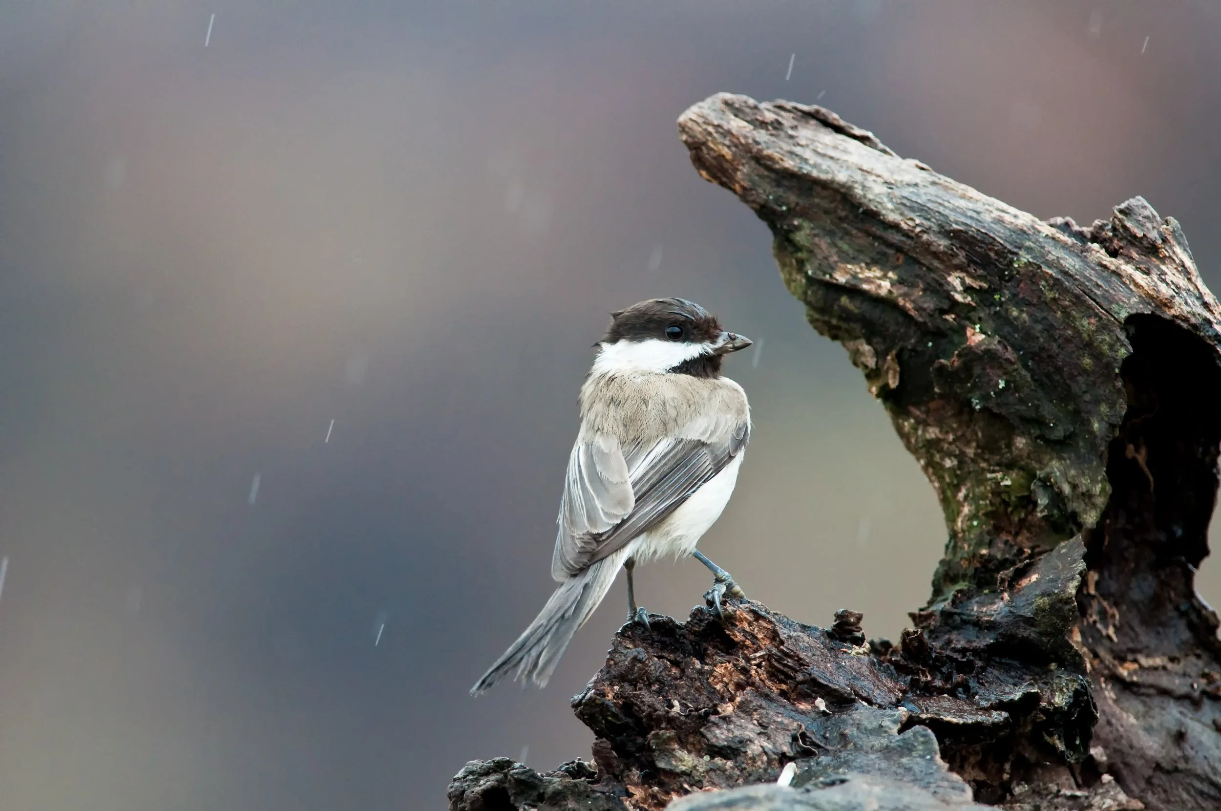 Sombre Tit, Golyamo Dryanovo, Stara Zagora, Bulgaria