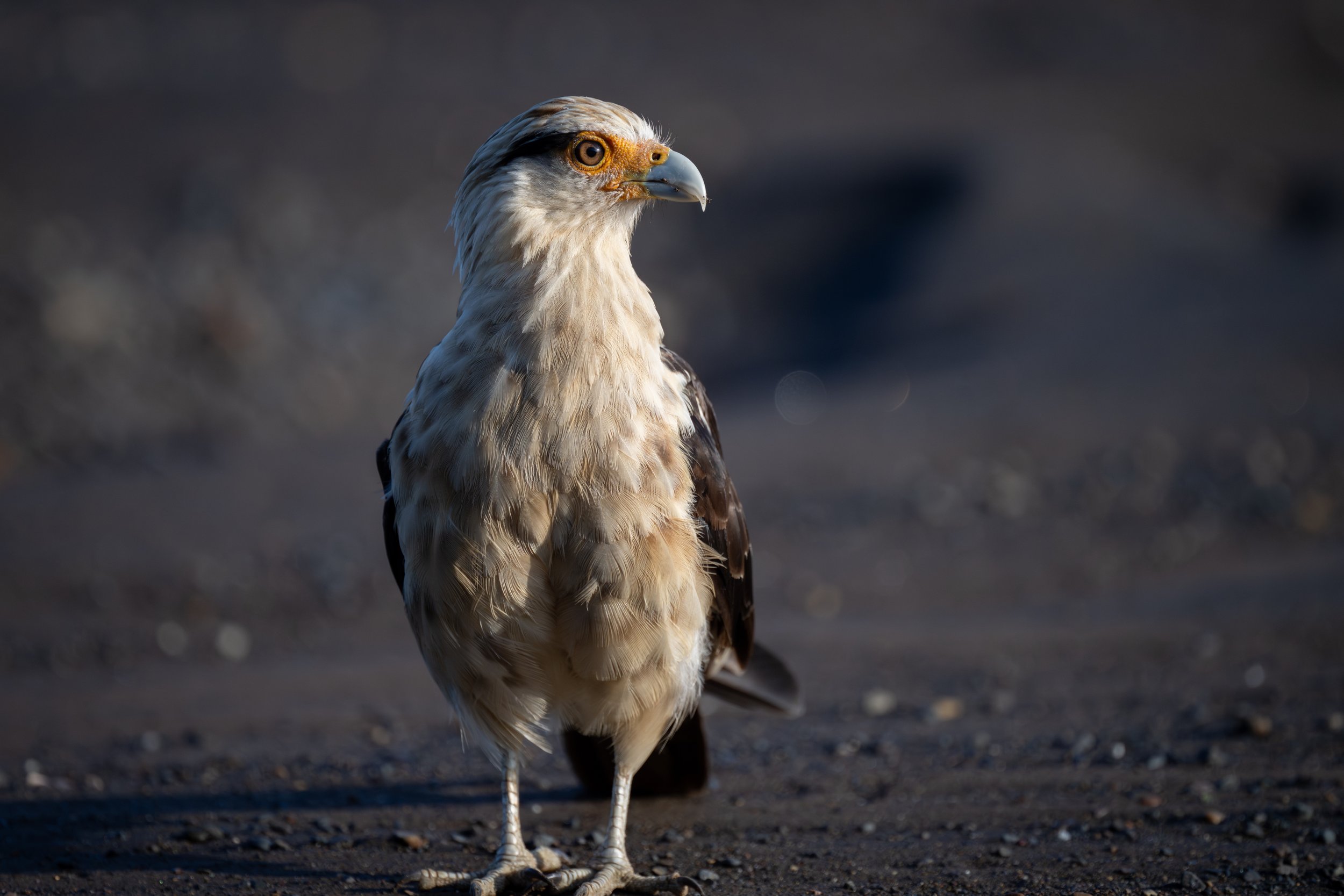 Yellow-headed Caracara (Daptrius chimachima) - Tarcoles, Puntarenas, Costa Rica - Digital
