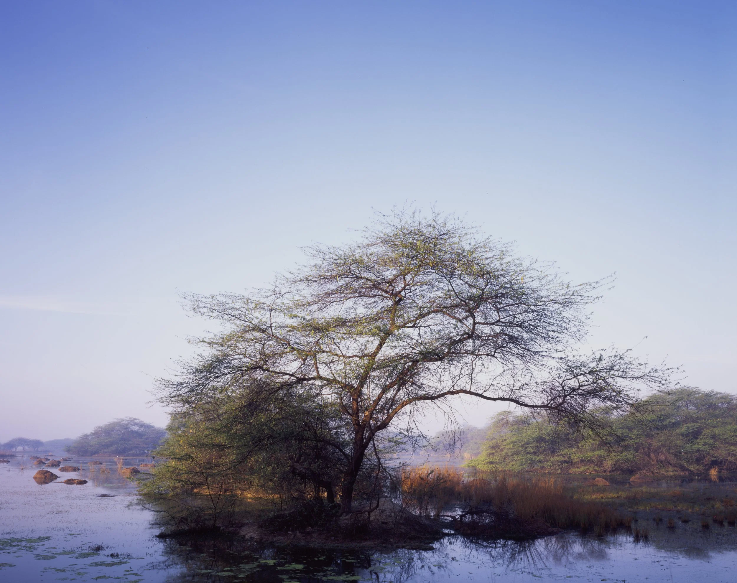 Sultanpur National Park, Haryana, India — 4x5 Film