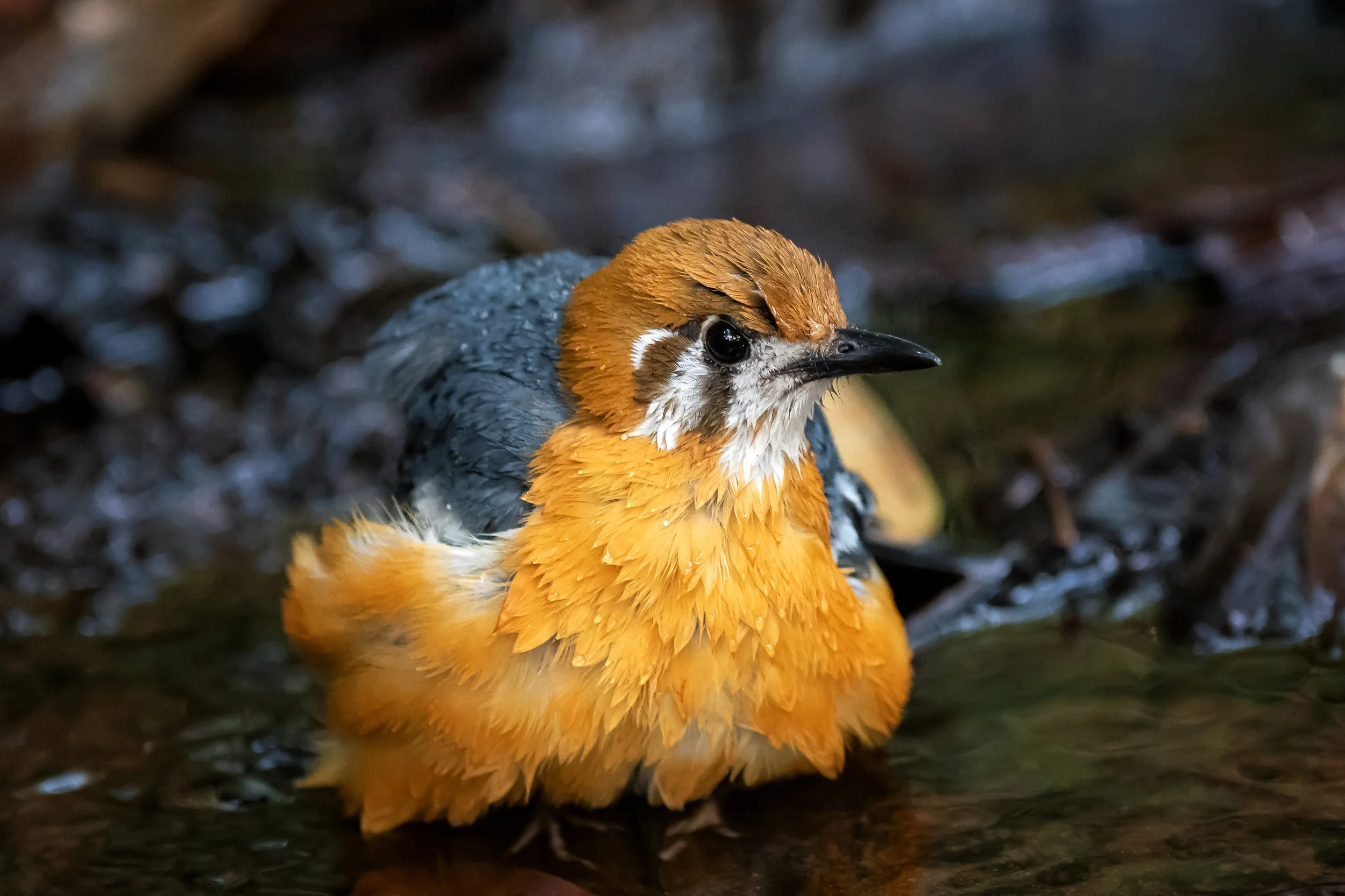 Orange-headed Thrush bathing in a stream, Vythiri, Wayanad, Kerala, India