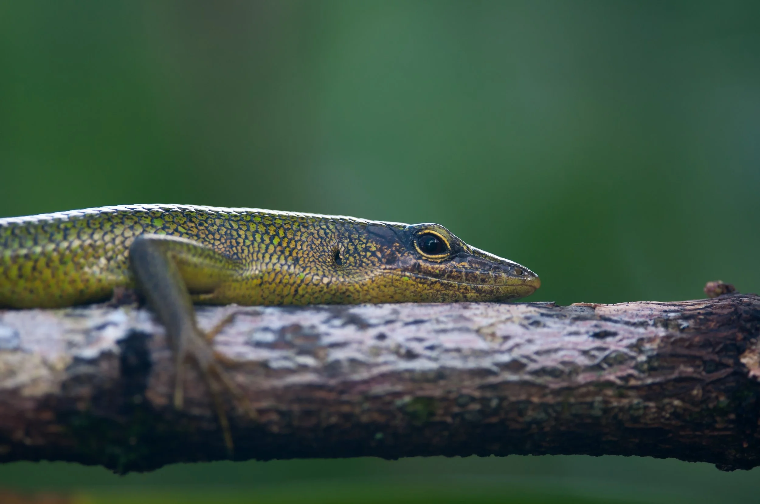 Emerald Tree Skink, Nanpohnmal, Pohnpei, Kolonia, FSM, Micronesia