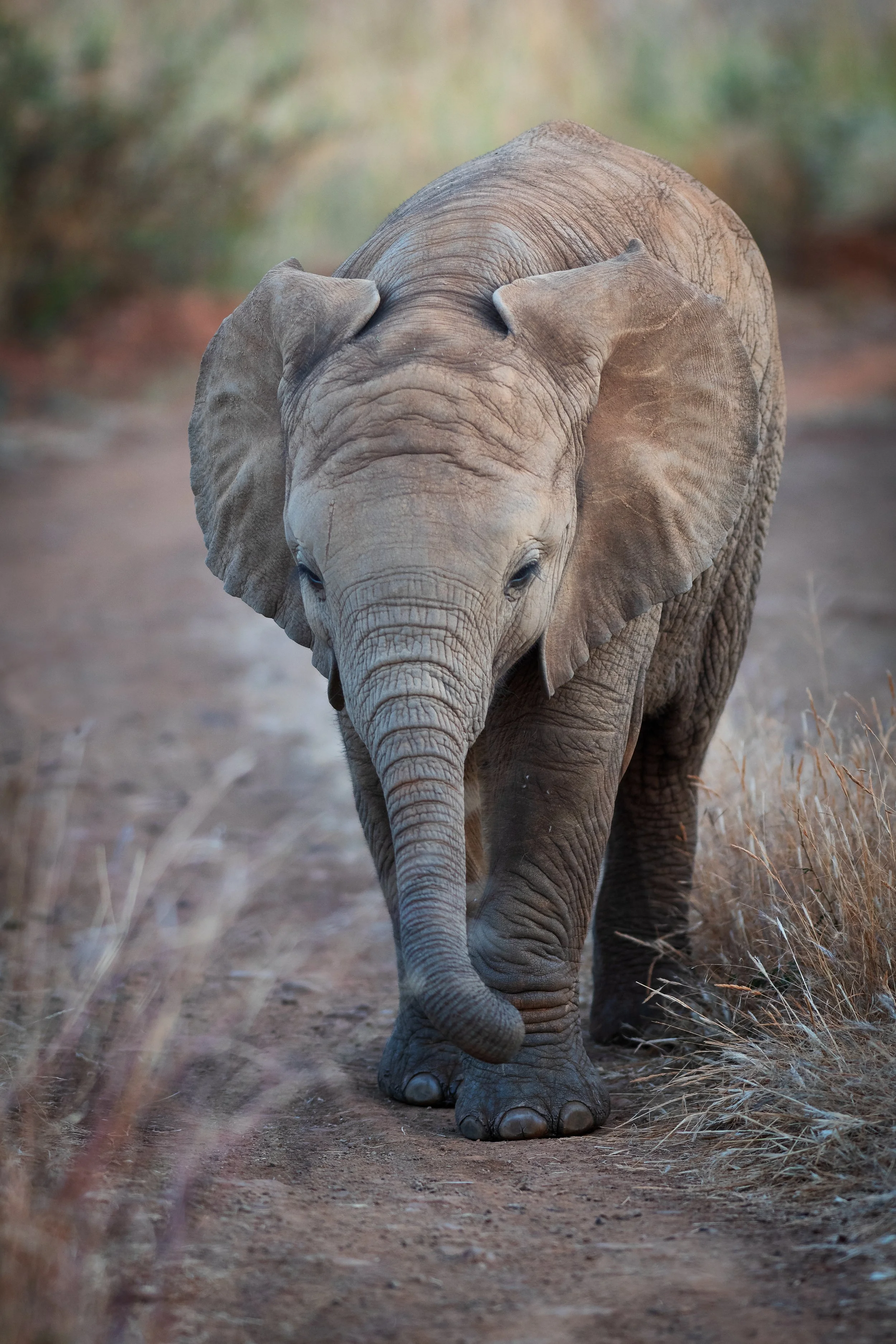 African Elephant, Pilanesberg, South Africa